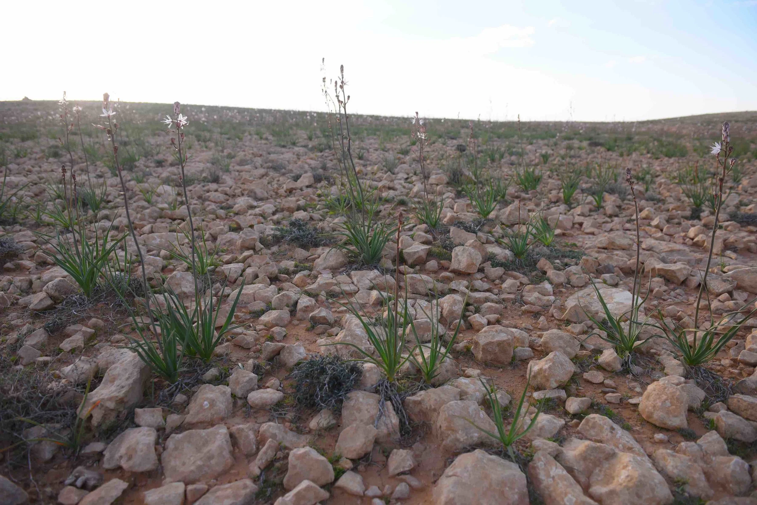 This valley is called Sanab, meaning “full of small rocks”
