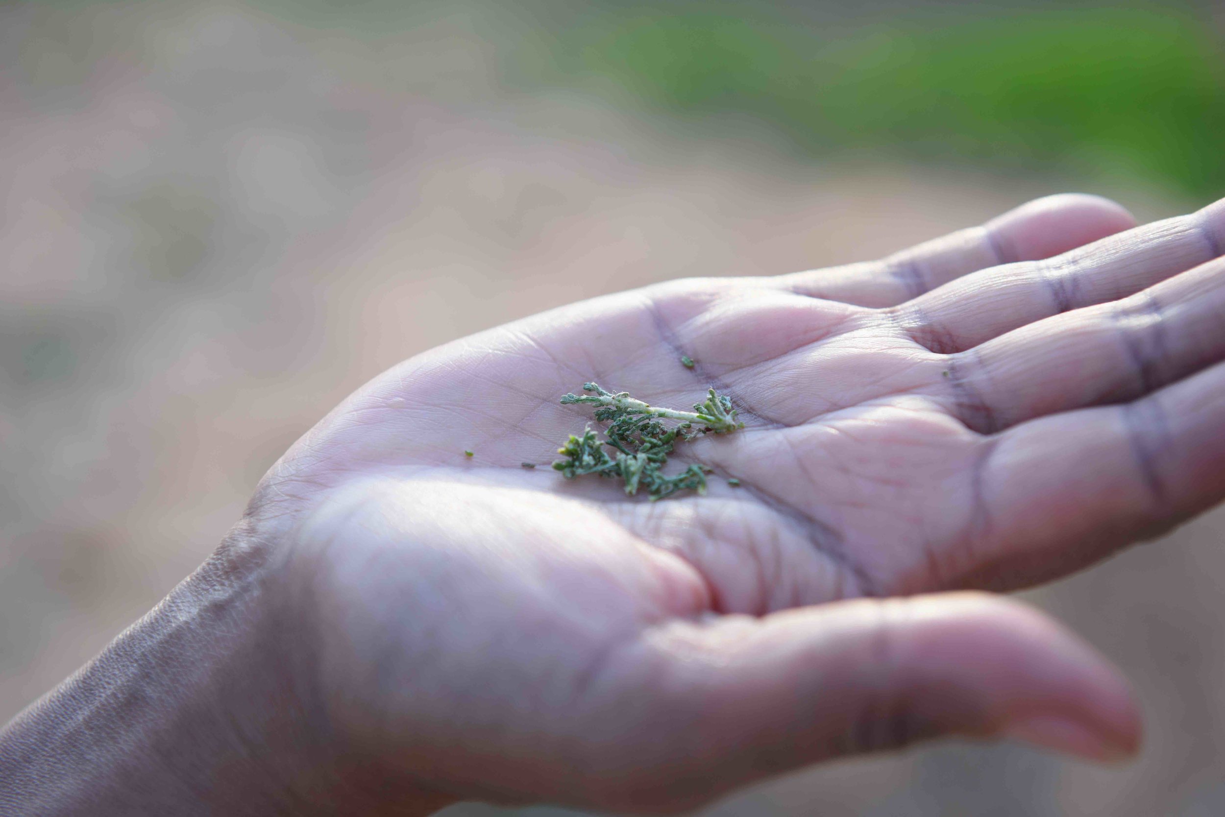  Many medicinal herbs are naturally grown in this areas as well 