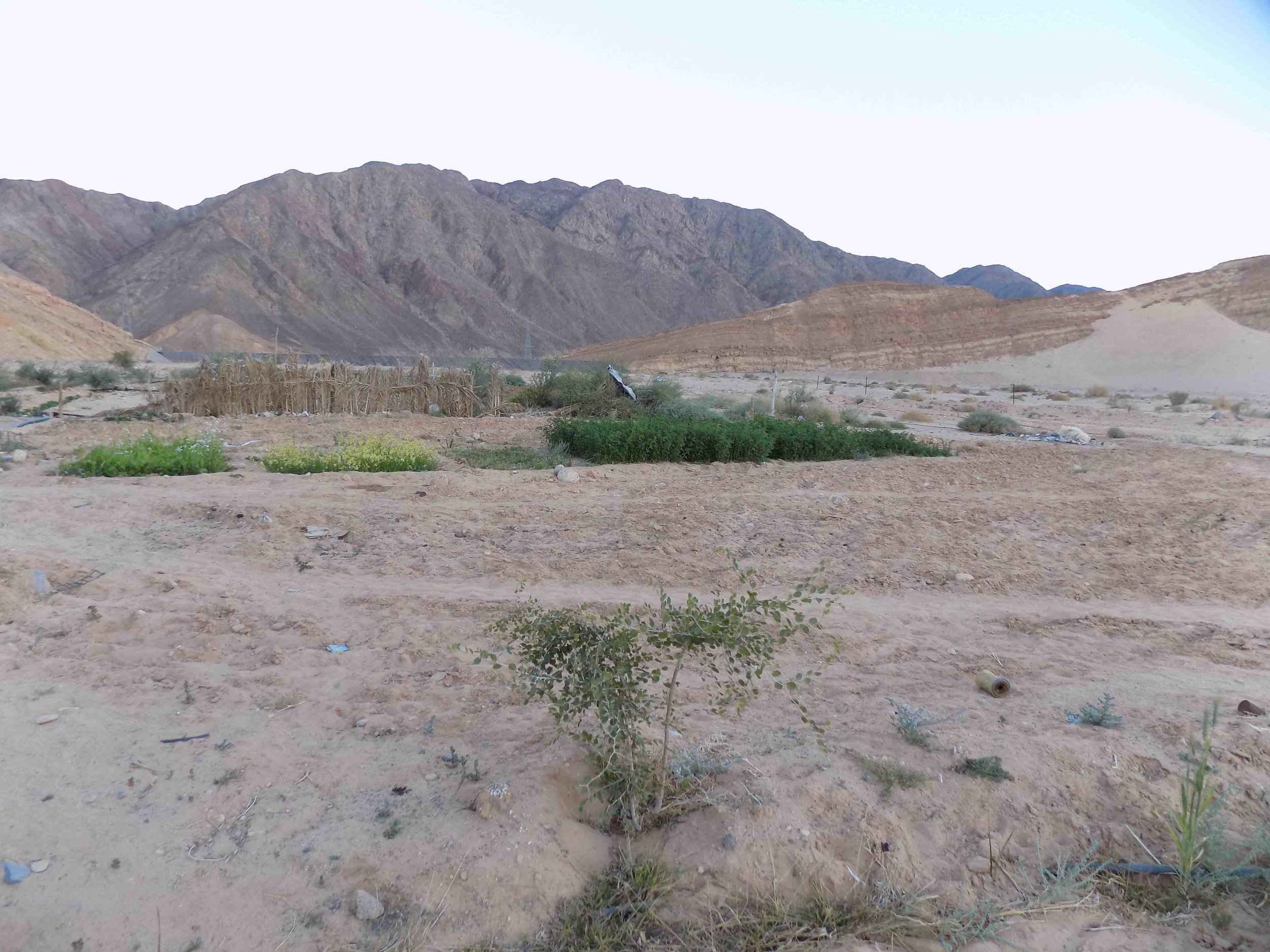  Farming in the desert sand 