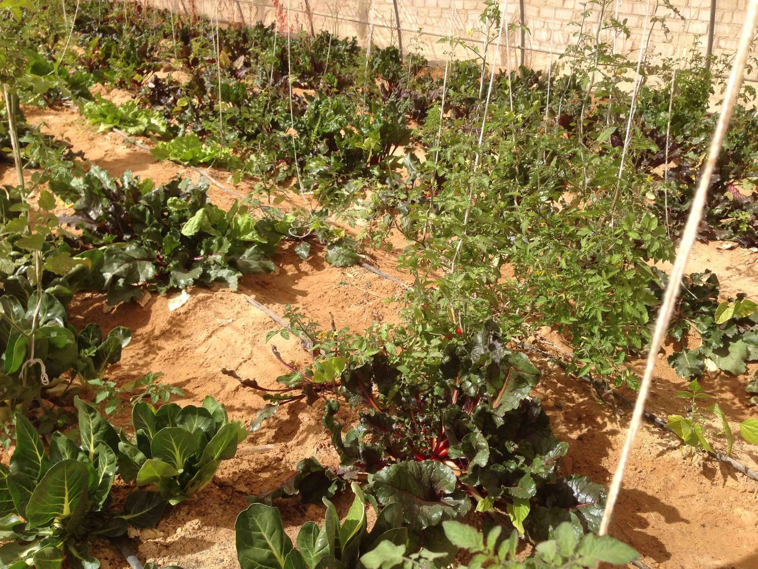 Growing vegetables in the sand
