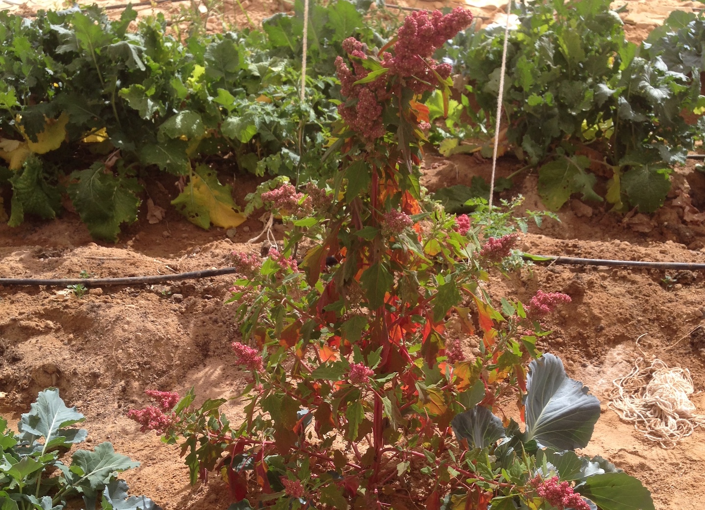  Quinoa plant 