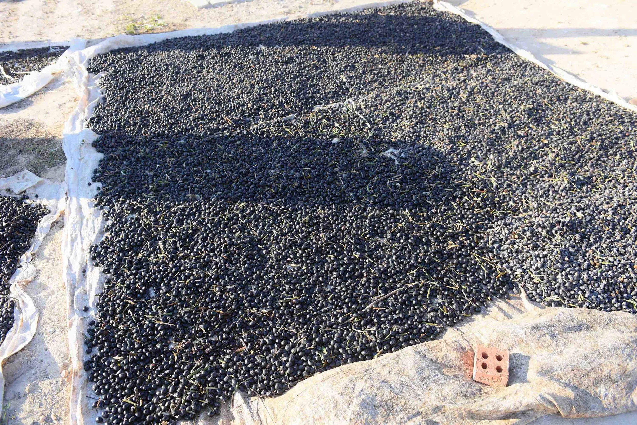 One of the traditional practices of olive harvesting