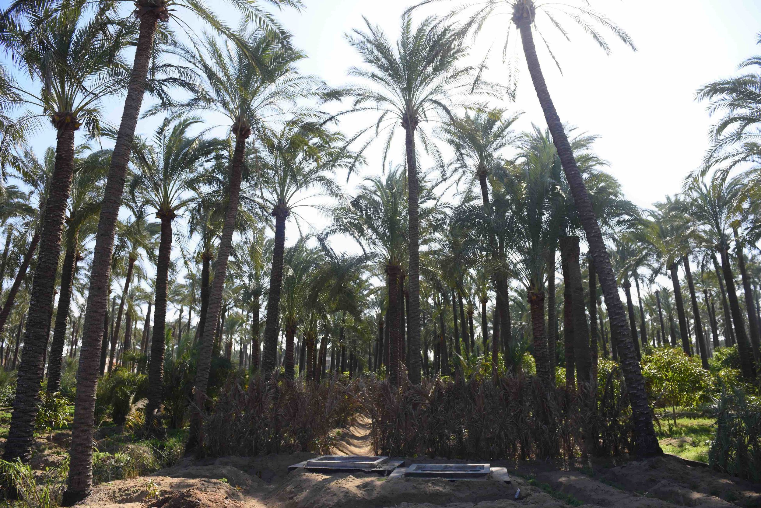  Date palms, deteriorated due to the increase salinity in the water and soil, and increased infestation by harmful pests 