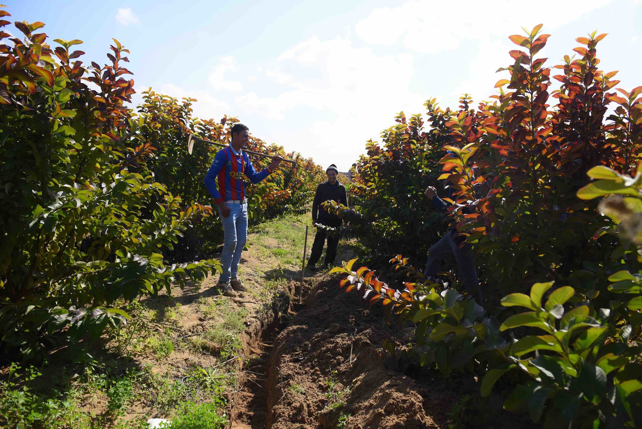  Farmer's efforts in taking countermeasures to salinity and water scarcity, also consist of crop choice changes 