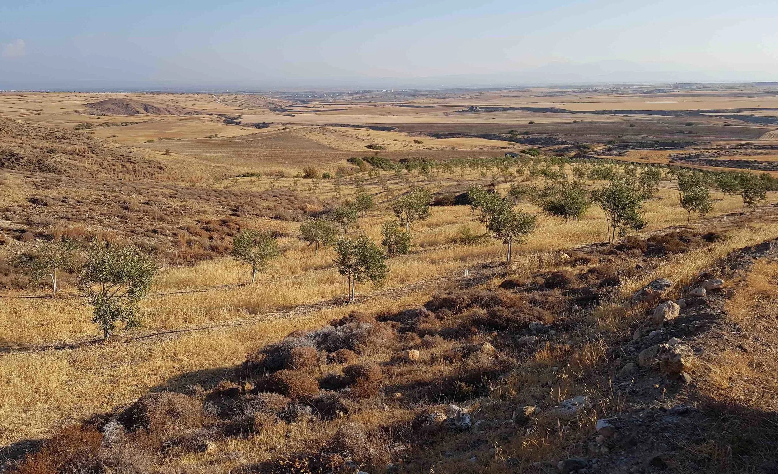 Atsas Organic Farm is partially located in the UN Buffer Zone, in the most water-challenged part of the island of Cyprus. Organically certified, and based on 50 hectares of land, the olive tree is the main part of the farm’s multi-function diverse agro-ecosystem. Photo: Nicolas Netien, 2015.