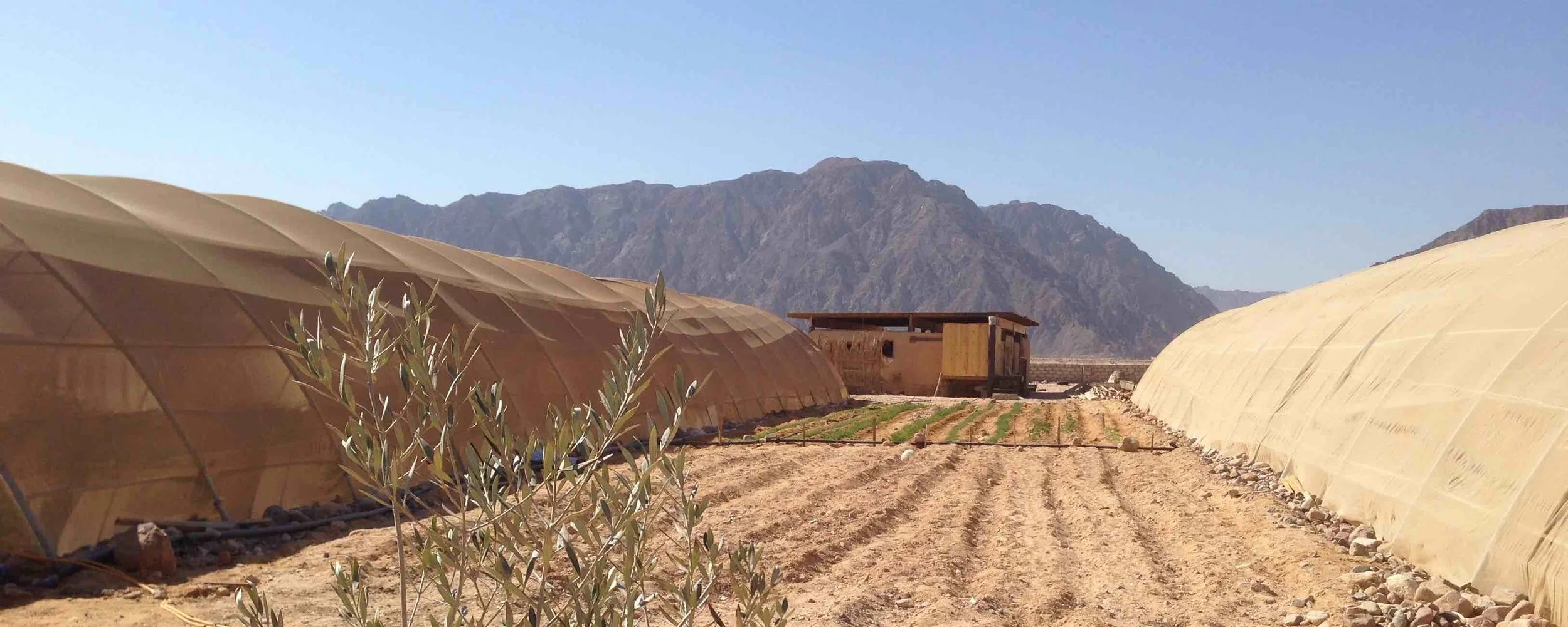 HABIBA ORGANIC FARM, a permaculture-based farm in Nuweiba, Egypt