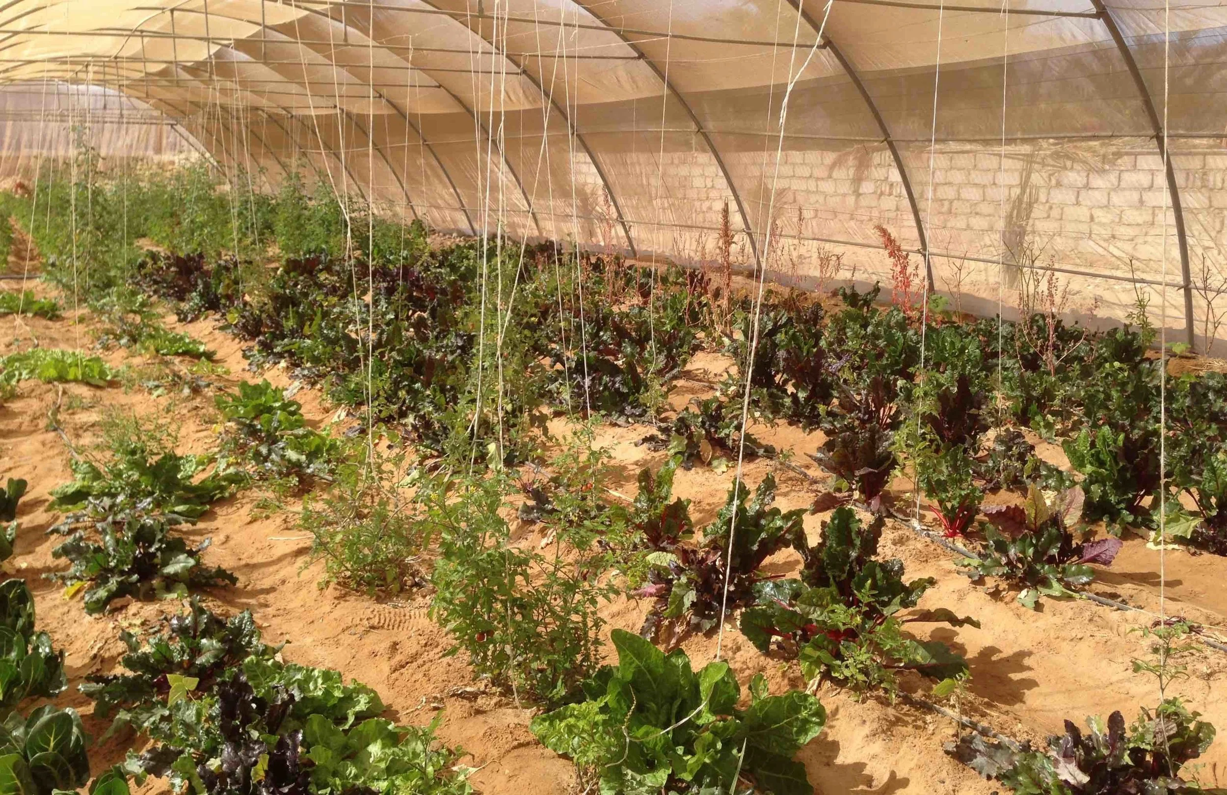 Growing vegetables at Habiba, a community-based farm that aims to benefit the people of the South Sinai region by demonstrating the benefits of organic permaculture farming practices in the desert sands. Photos: Melina Nicolaides, 2017. CLICK TO ENLARGE IMAGES