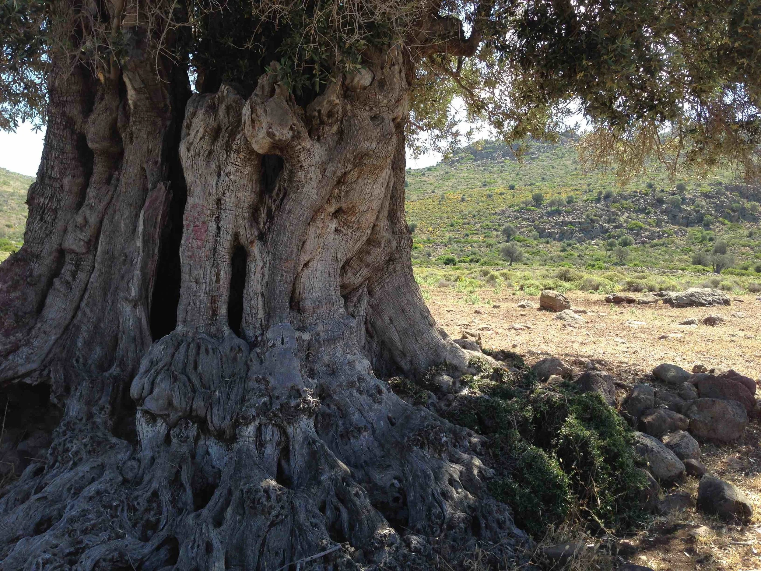 The drought-resistant olive tree represents one of the most historical connections of the EM/MENA region. Its fruit has always been of agricultural importance in the Mediterranean Basin through to the Arabian Peninsula. Pictured is the Valley of Eleonas, the ancient olive grove on the island of Aegina, where trees are surrounded by wild shrubs and aromatics, in an area that has had little human intervention. Many of the trees still bearing fruit are over 2,500 years old, and date to a time when the Greeks were aware of their curative capabilities. The olives and their oil have been used as food and as medicine since ancient times. Photo: Melina Nicolaides, 2017.