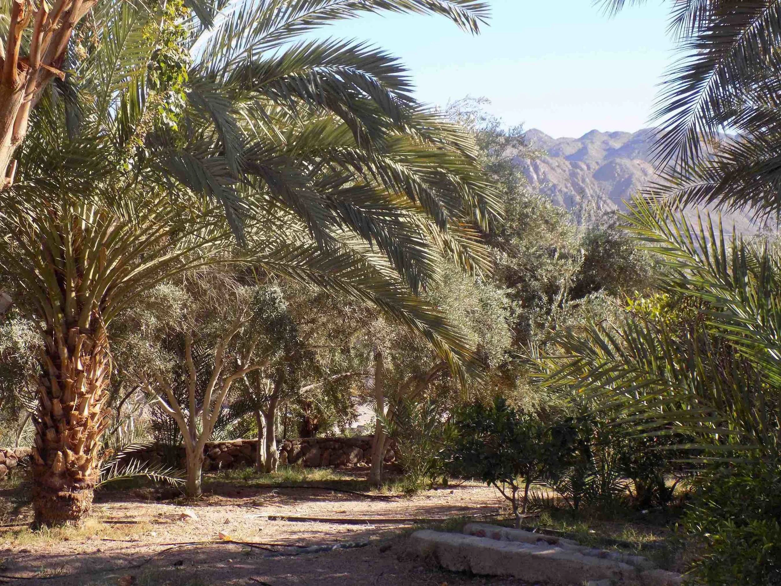 A food forest in South Sinai, Egypt. Photo: Melina Nicolaides, 2017