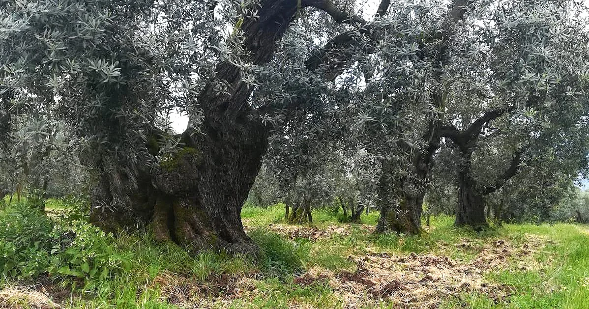 split+olive+trees.jpg