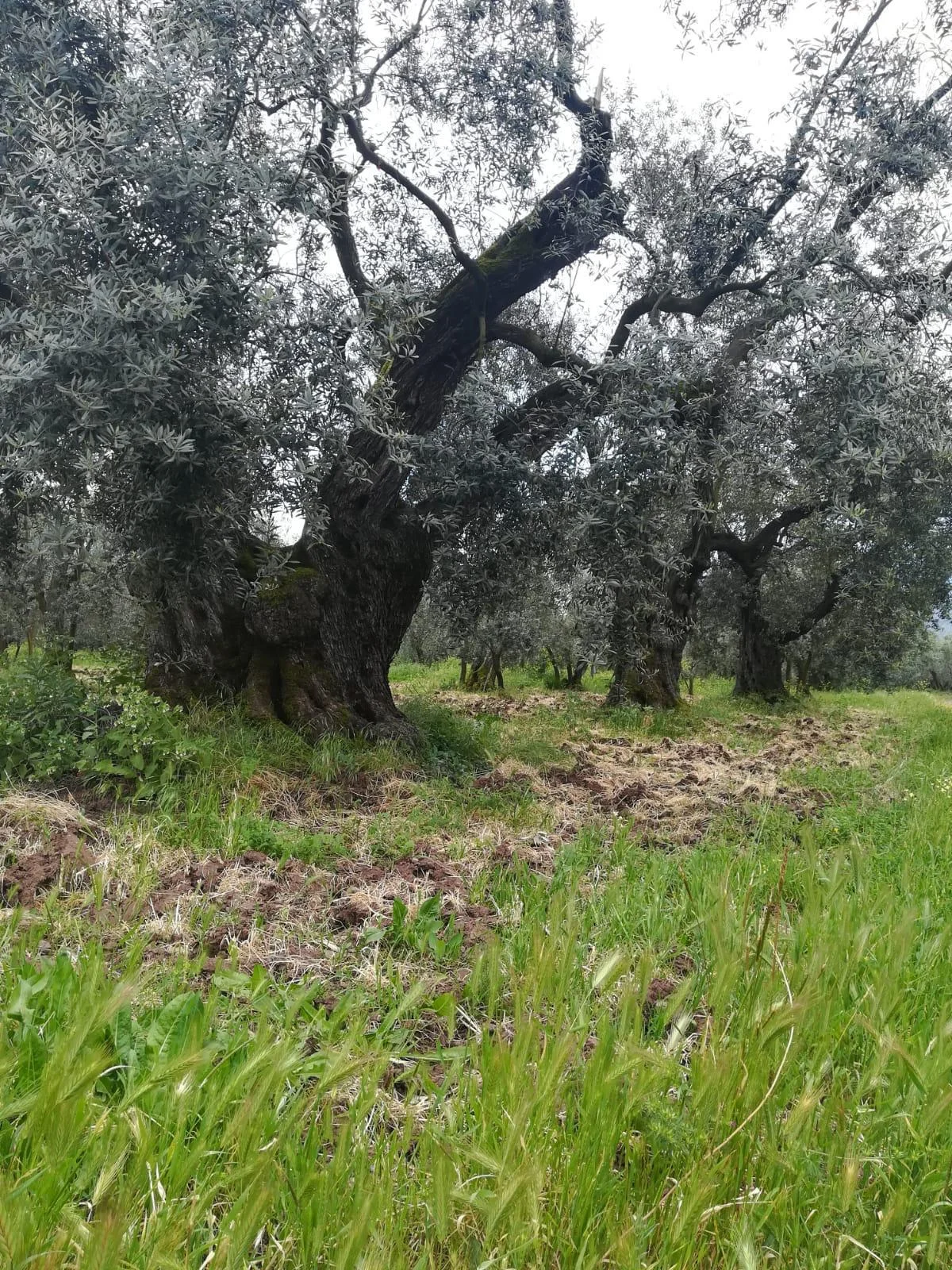 Split Tree.jpg