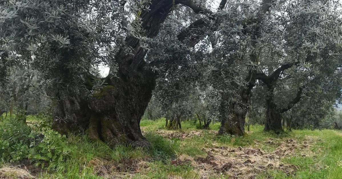 Olive grove in Dalmatia