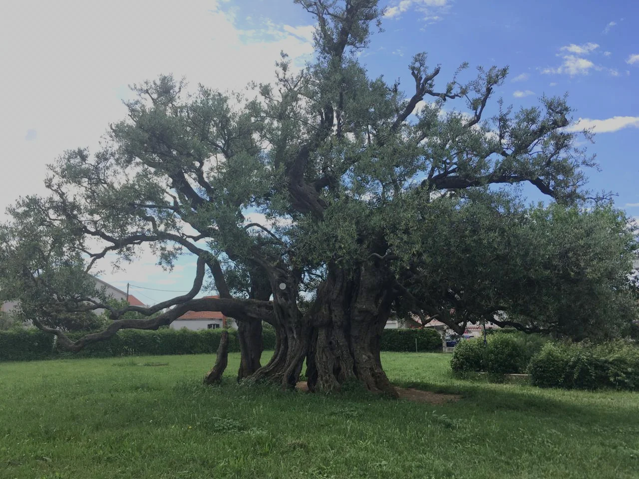 “Mastrinka” the 1500 year old olive tree