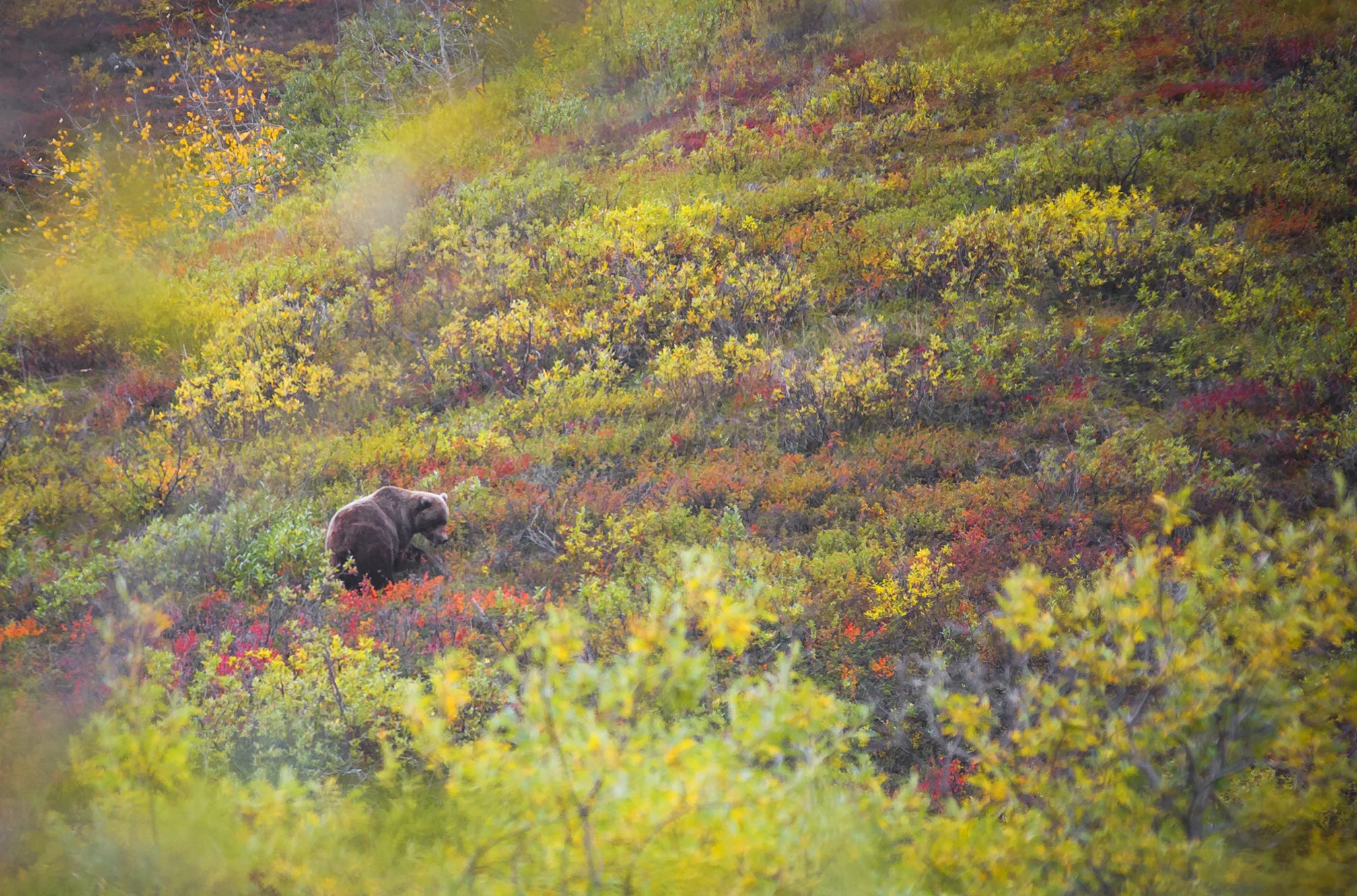 grizzly-bear-feeding-denali-alaska.jpg