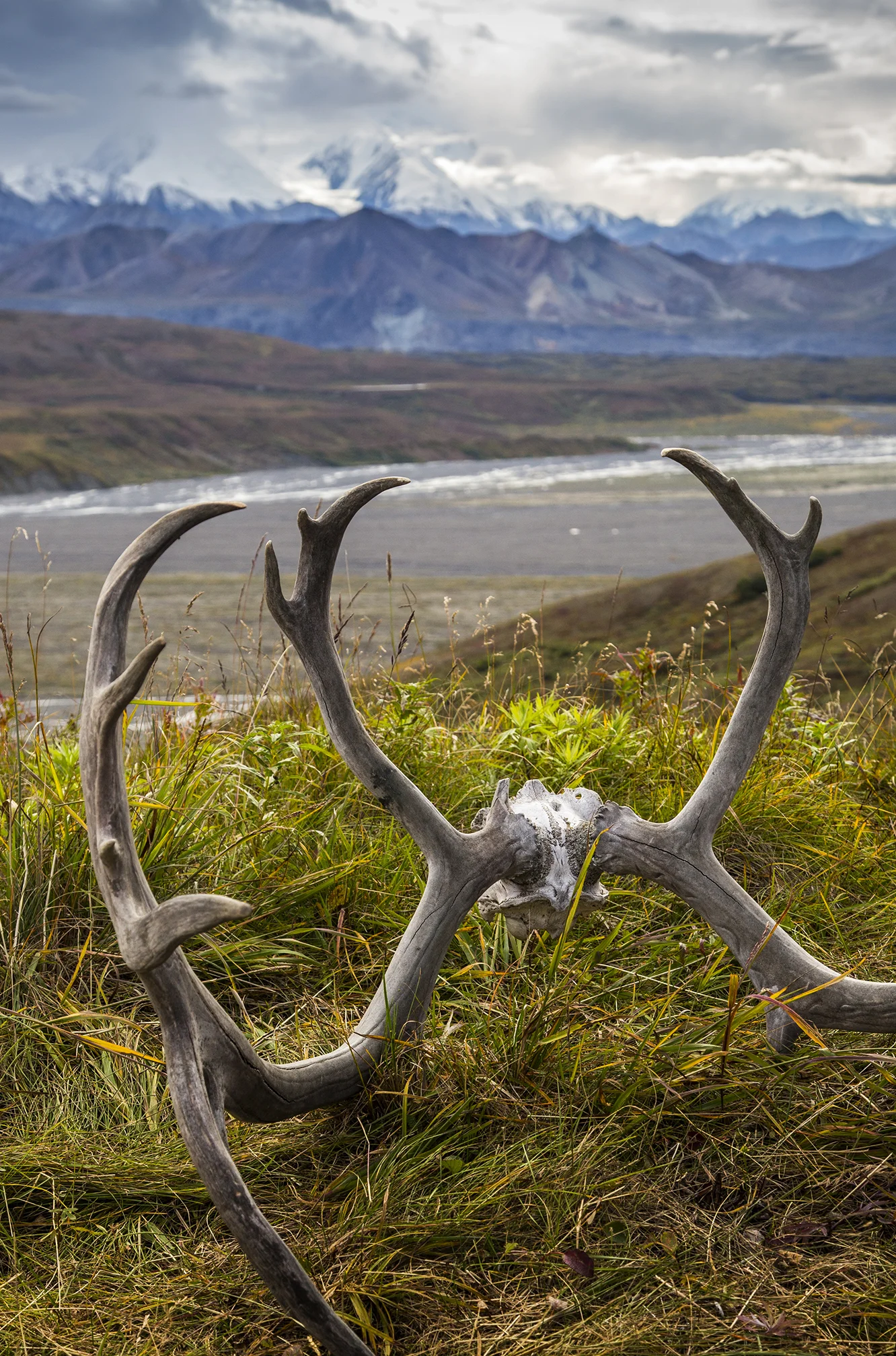 skull-antlers-denali.jpg