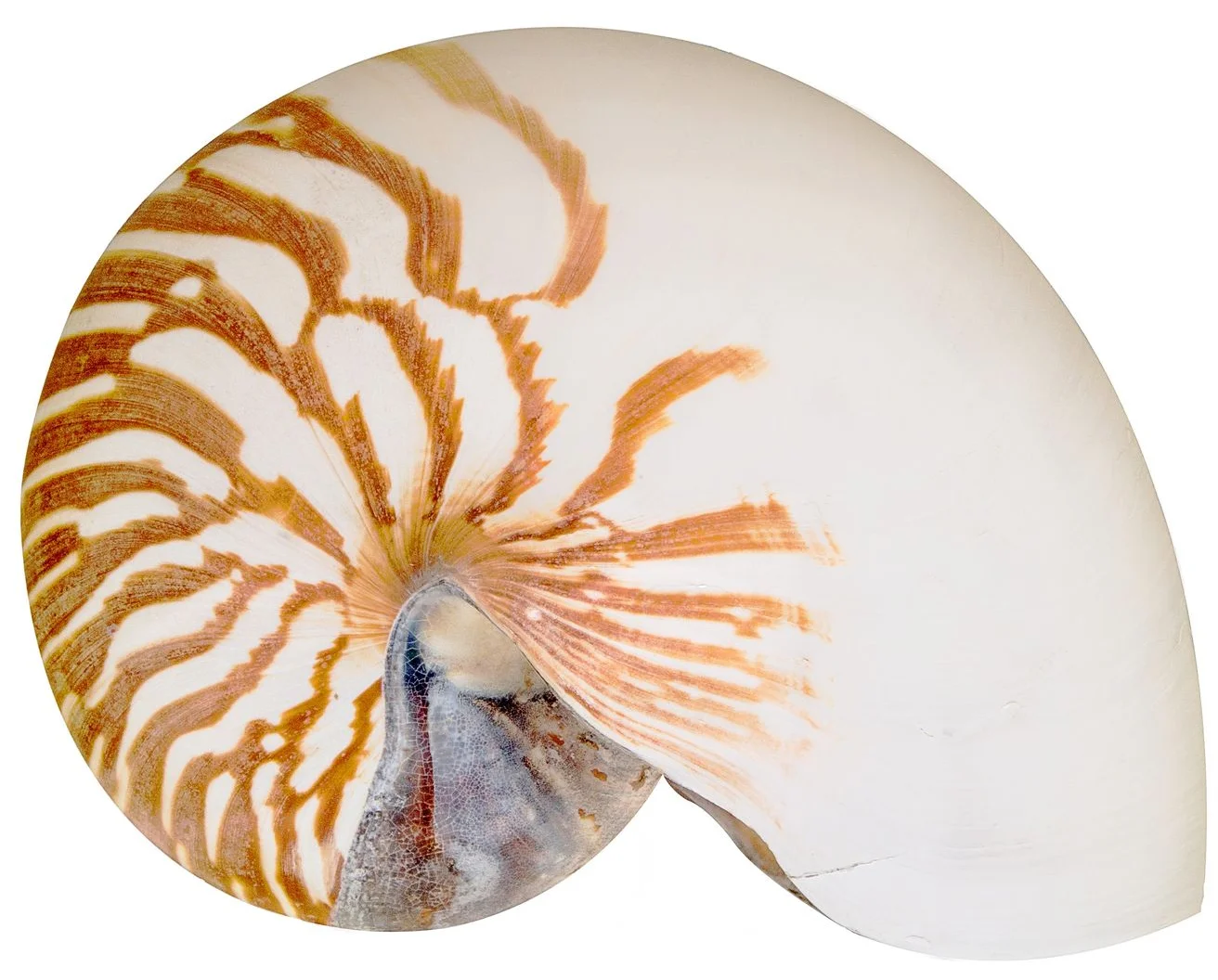 schelp buiten 72.jpg