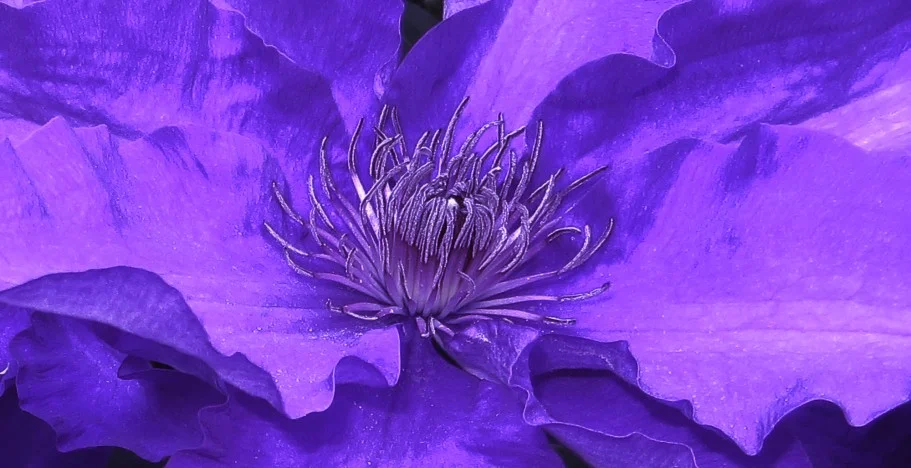 Clematis1-911x468.jpg