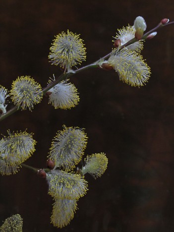 Spring_by_Wil_Scott-351x468.jpg