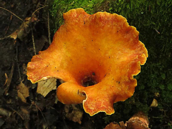 Shroom.jpg