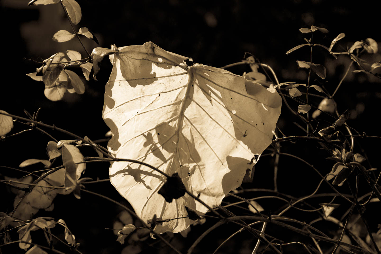 Tissue
