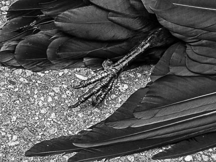Nevermore
