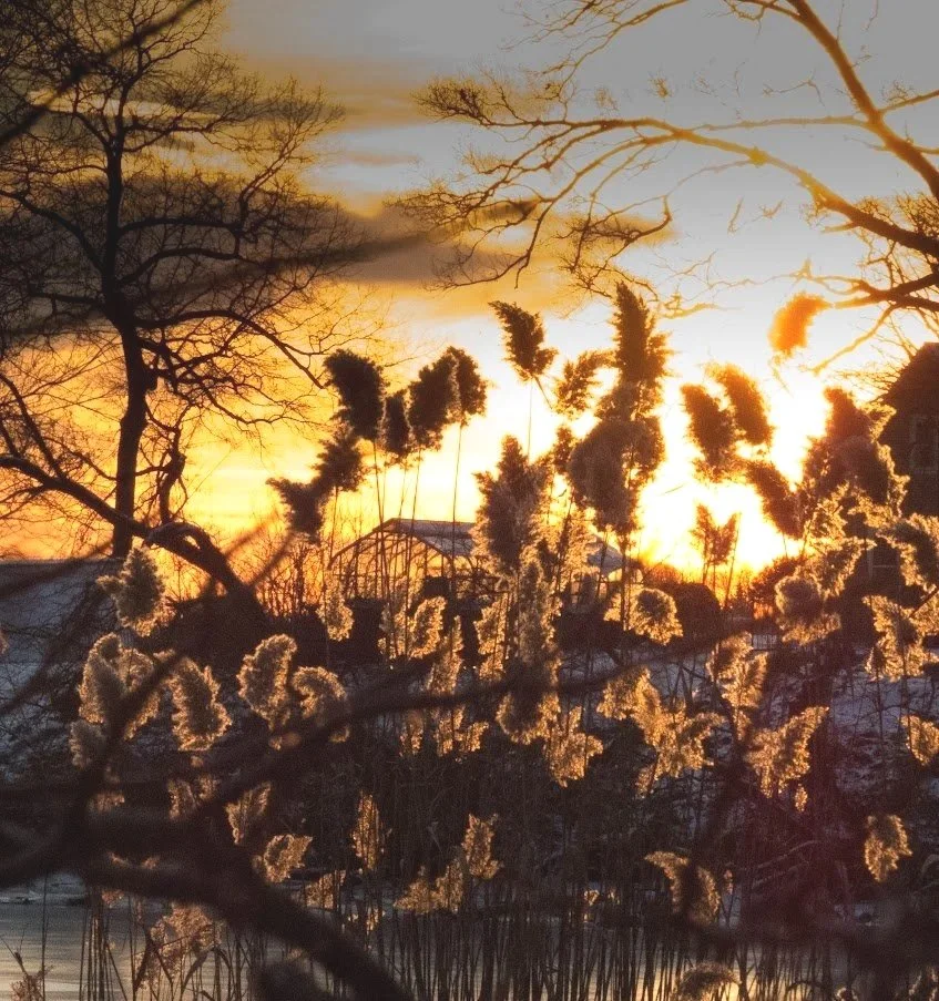 Glowing Phragmites