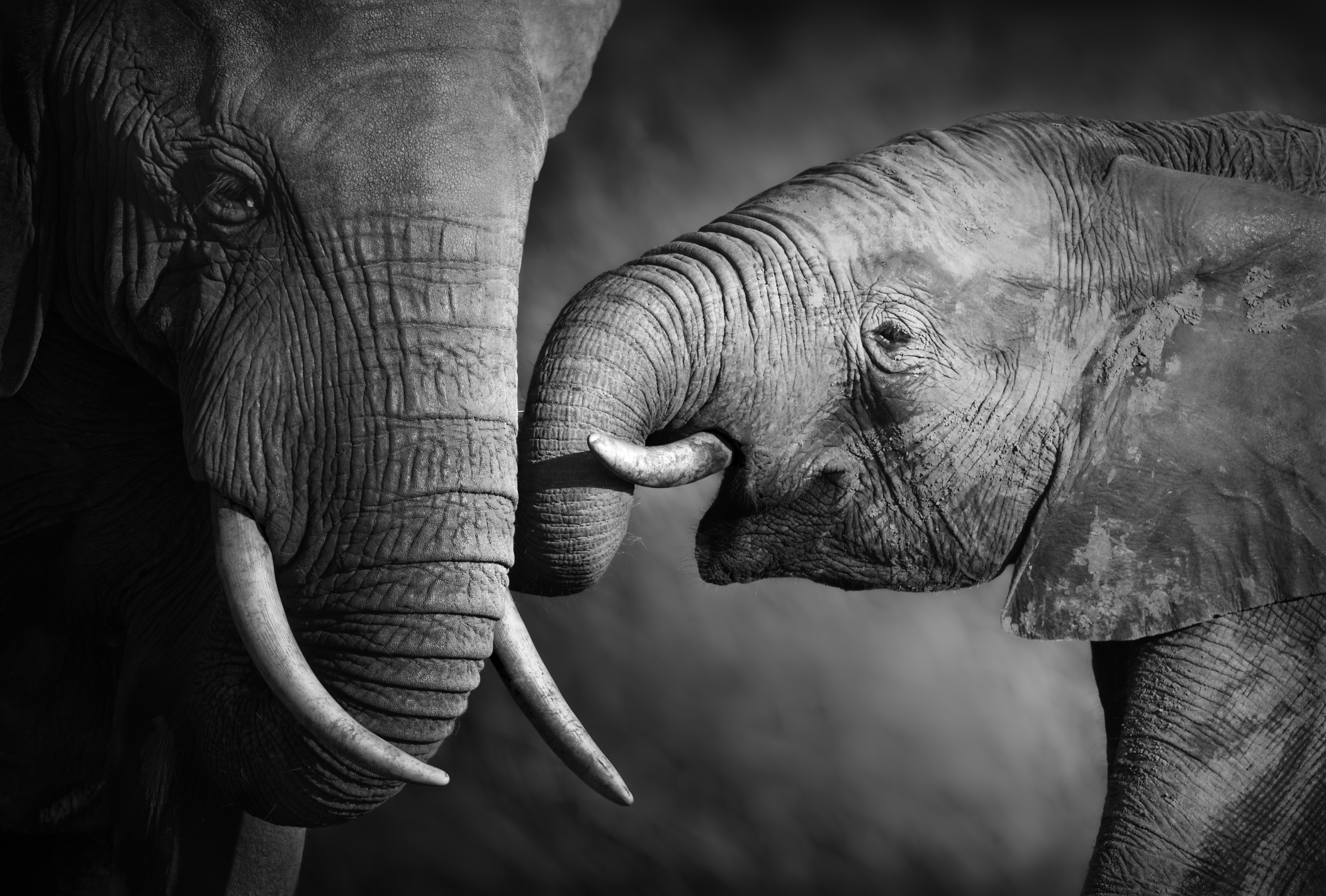 Photo by Johan Swanepoel/iStock / Getty Images