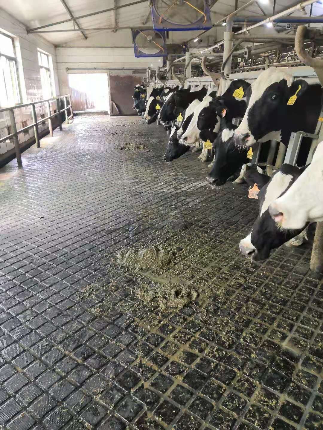 Photos of the flooring installed on a farm (2).jpg