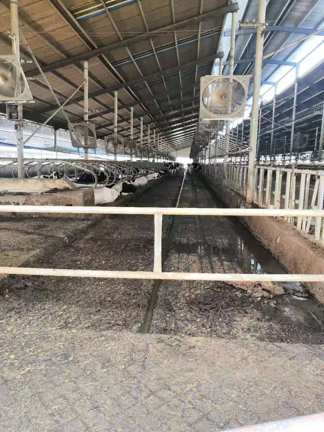 Photos of the flooring installed on a farm (3).jpg