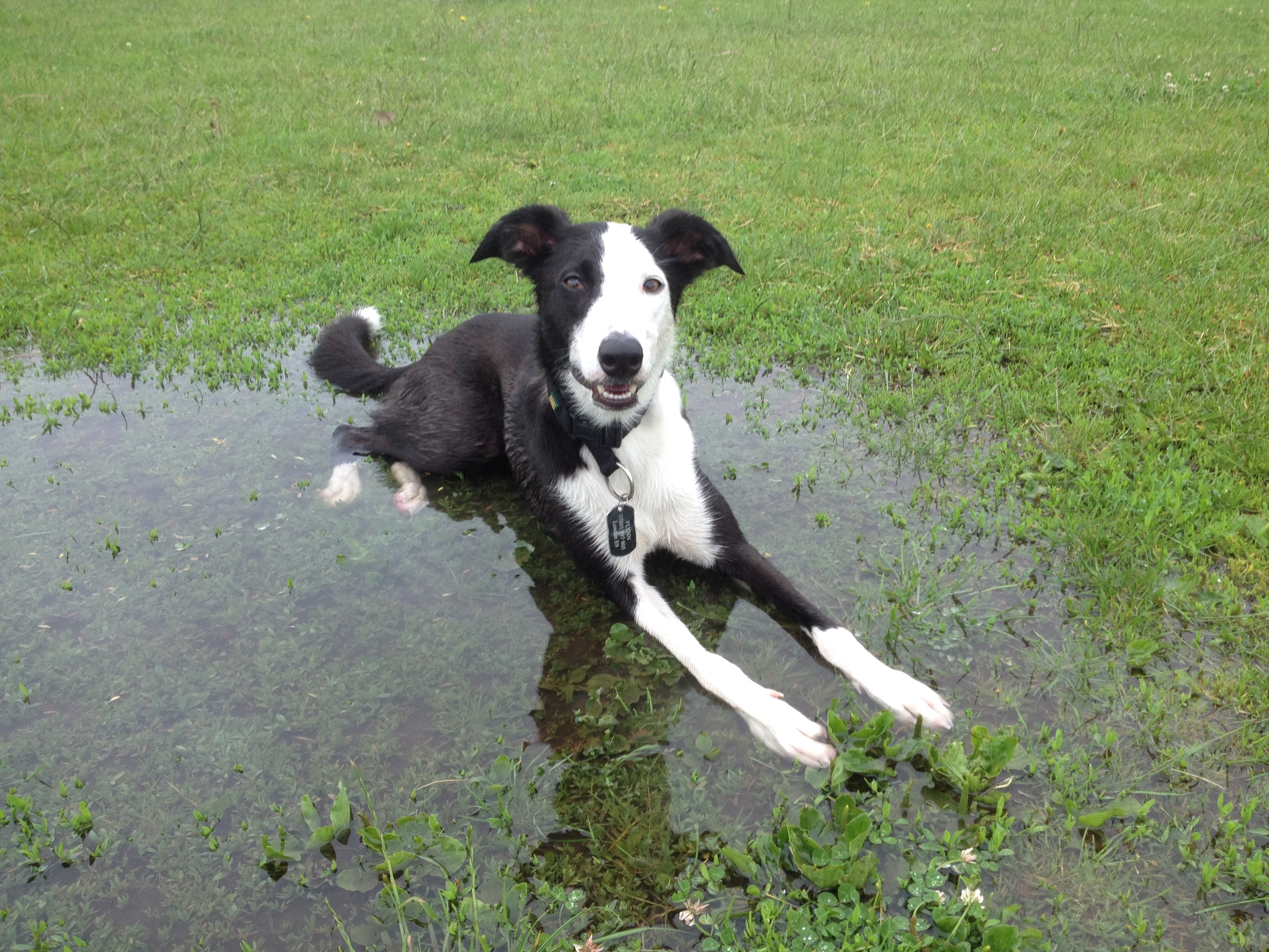 Flynn, Collie-Whippet cross