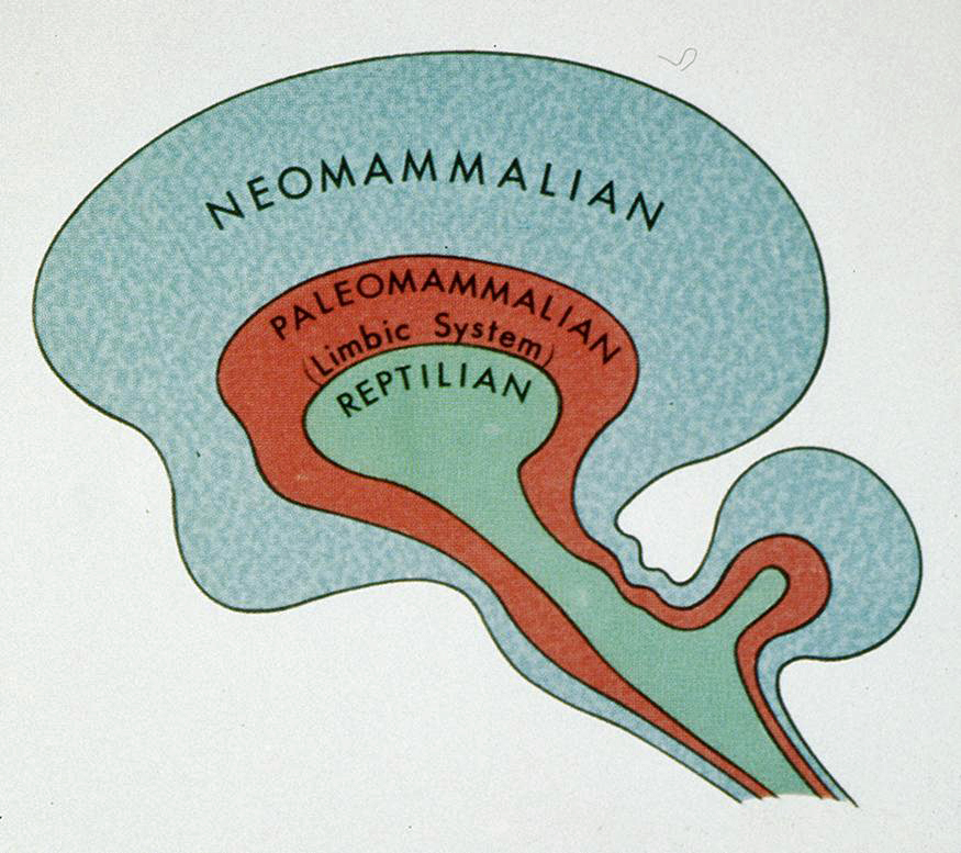 reptillian brain