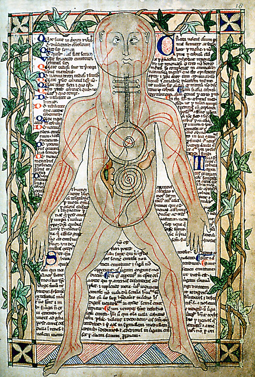 13th century anatomical illustration sharp