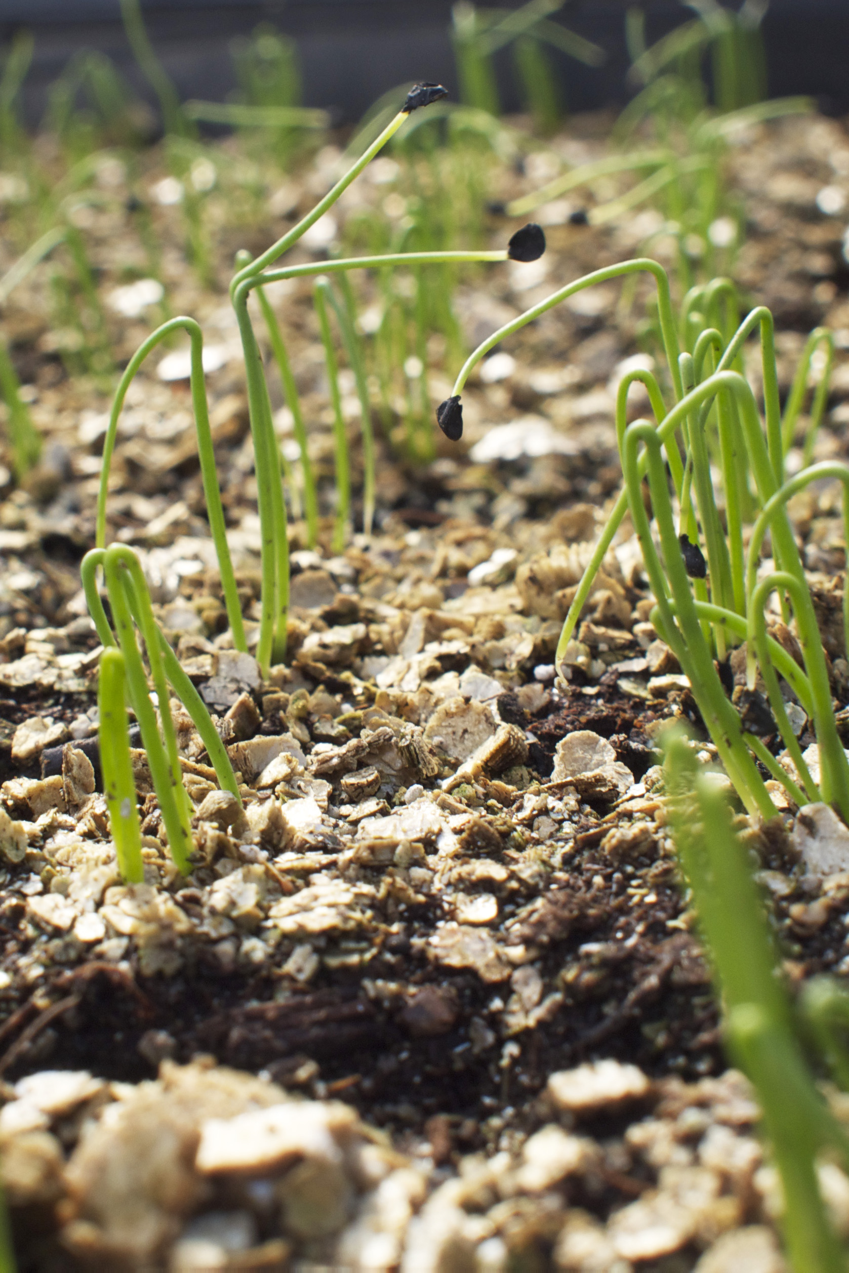 onion seedlings.jpg