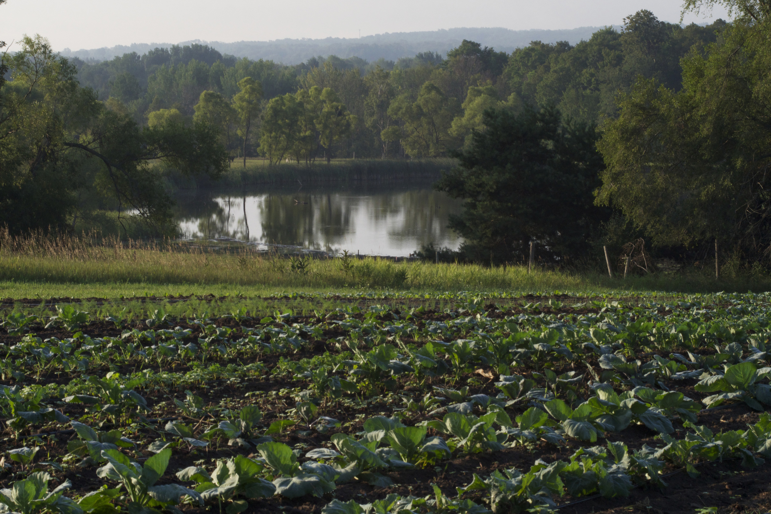 south field over pond. august psd.jpg