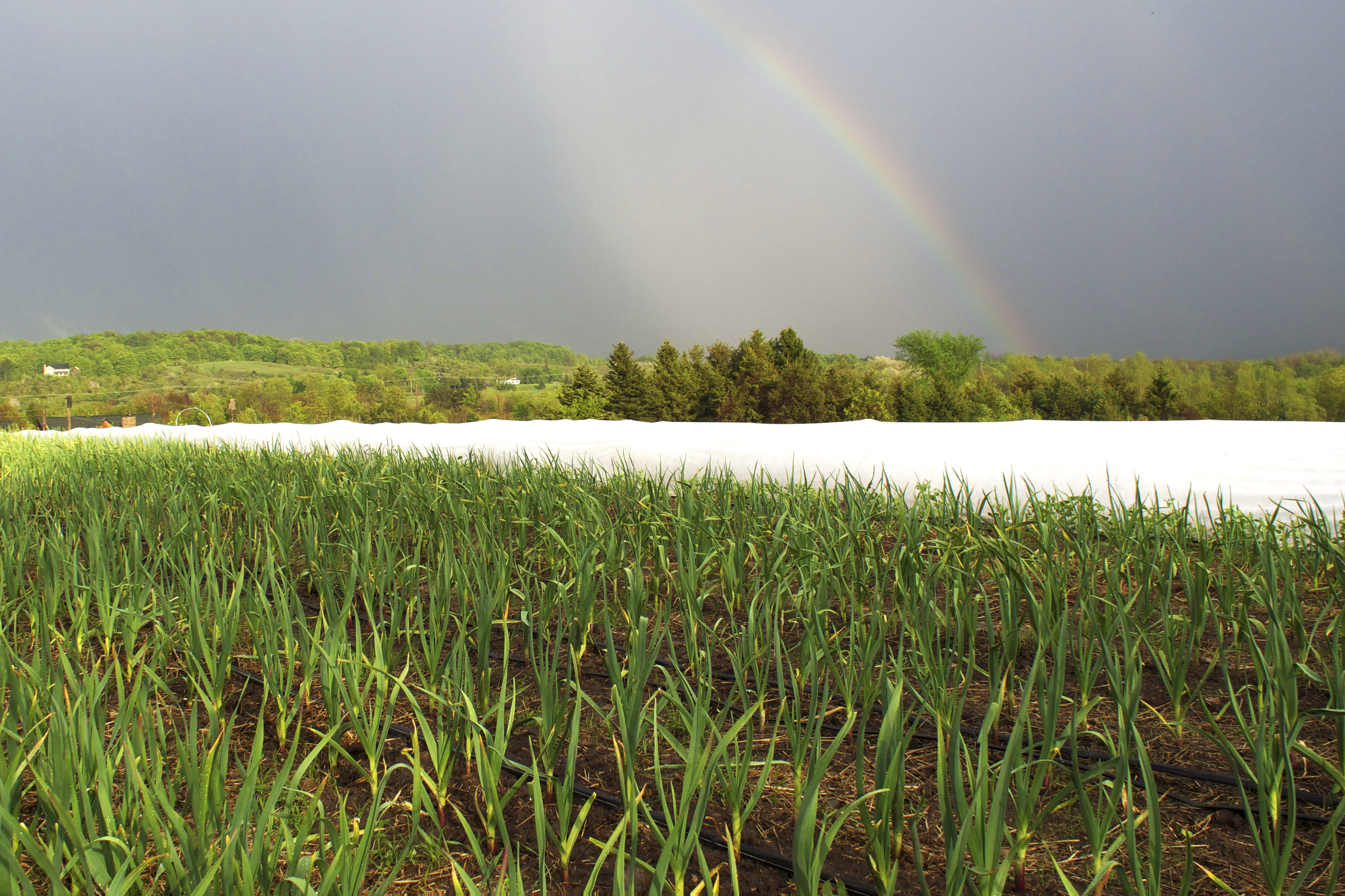 rainbow and garlic patch.jpg
