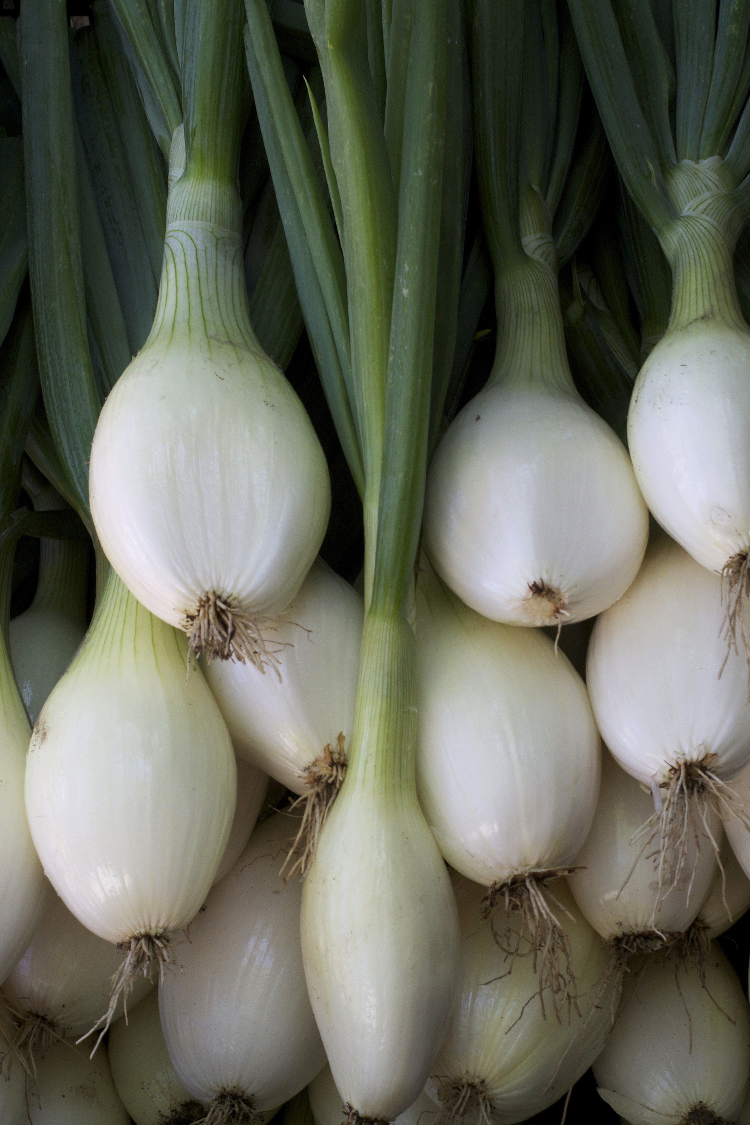 valencia onions.jpg