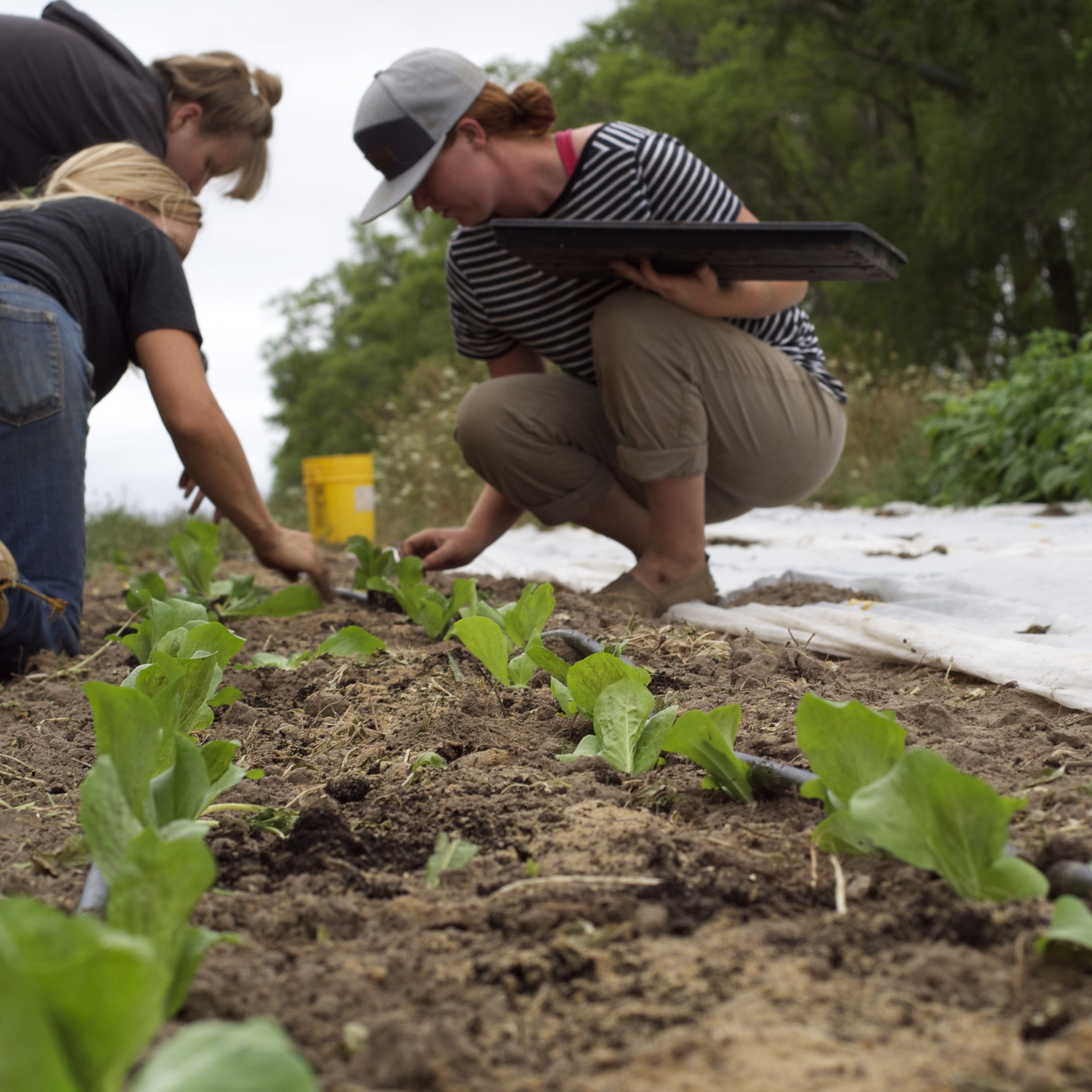 annette, stephanie, and melinda transplanting.jpg