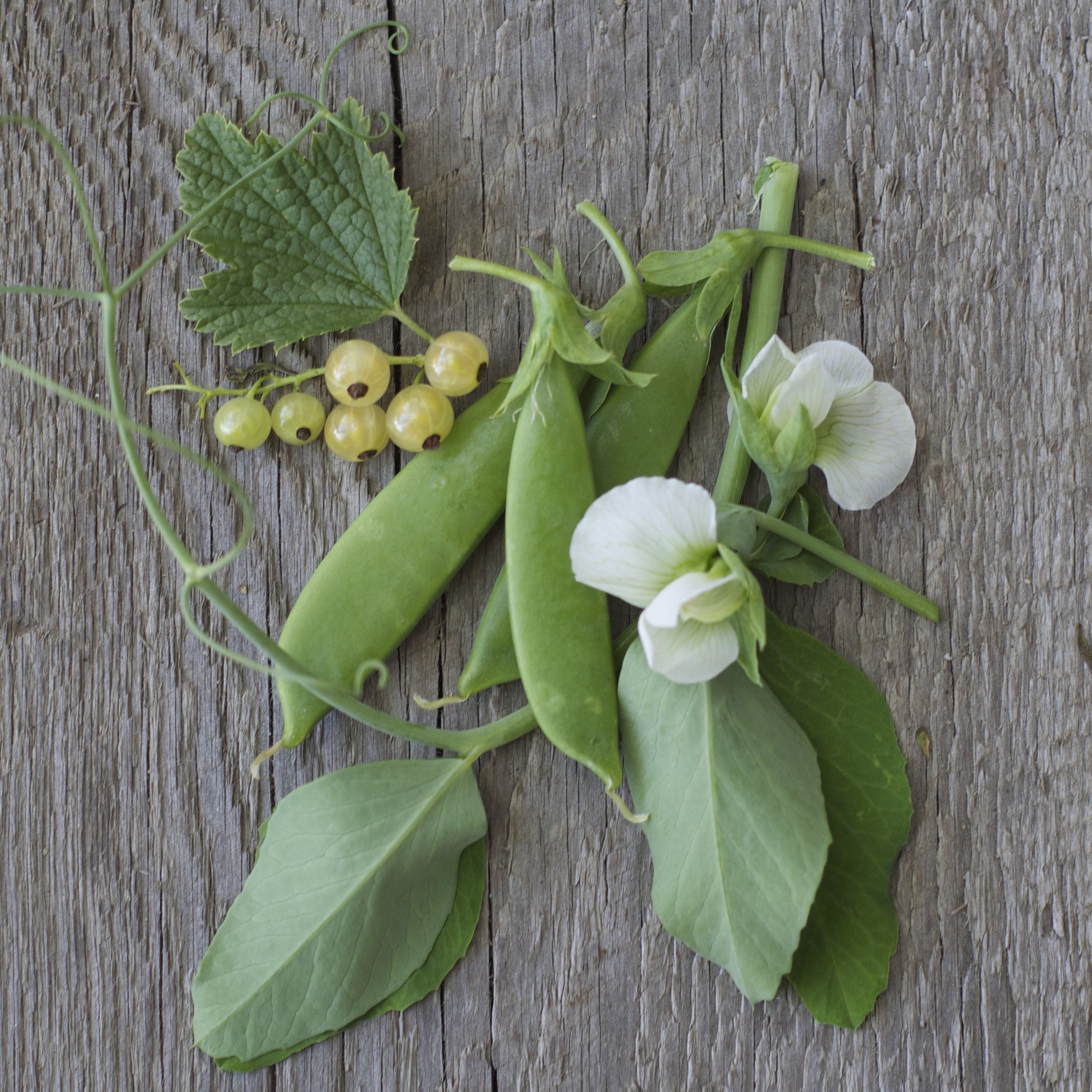 white currants & peas.jpg