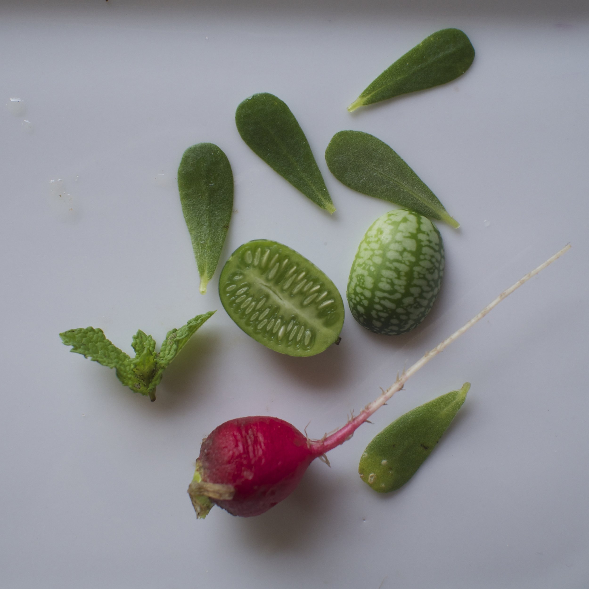 cucamelon, radish, purslane and mint.jpg