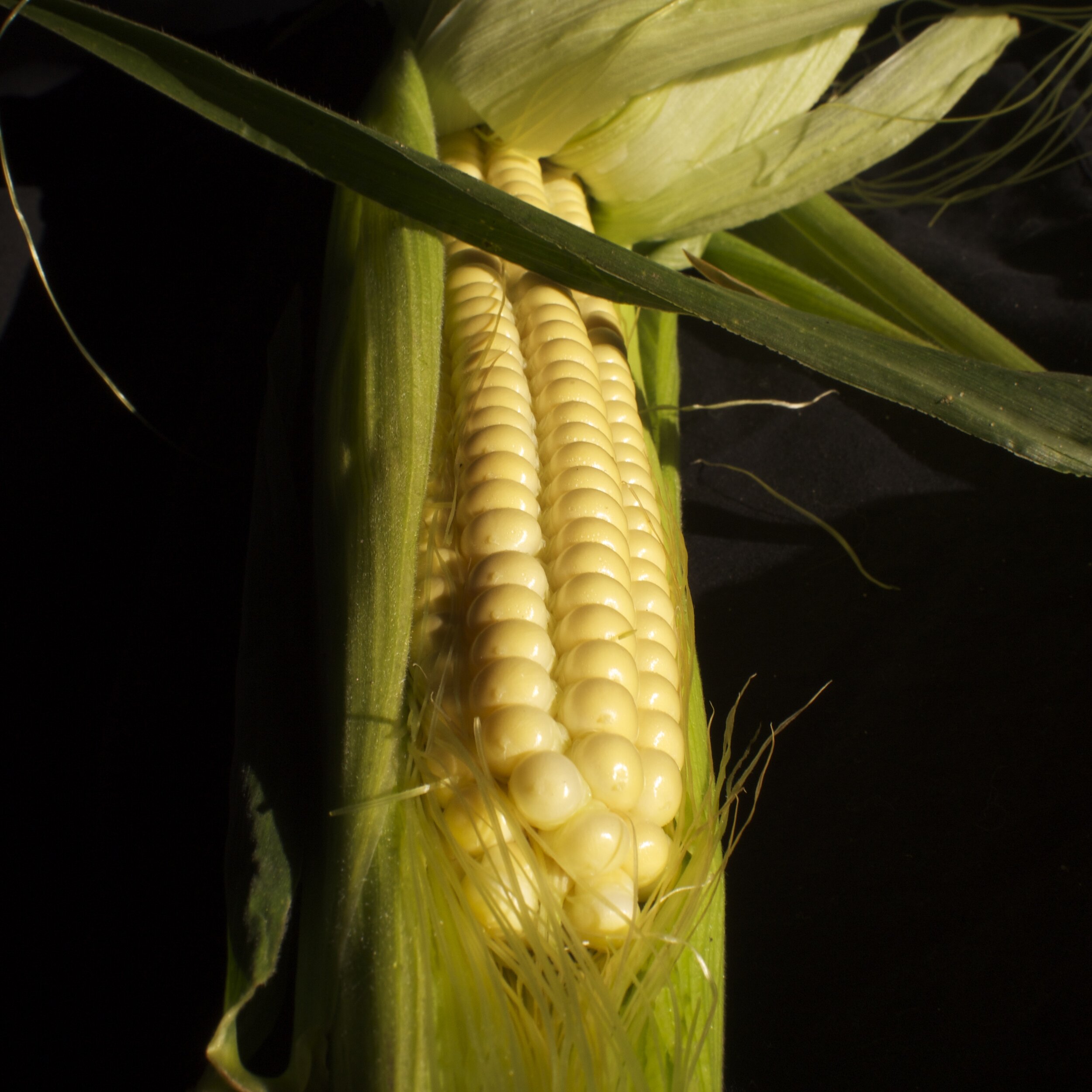 Abanaki corn milk stage.jpg