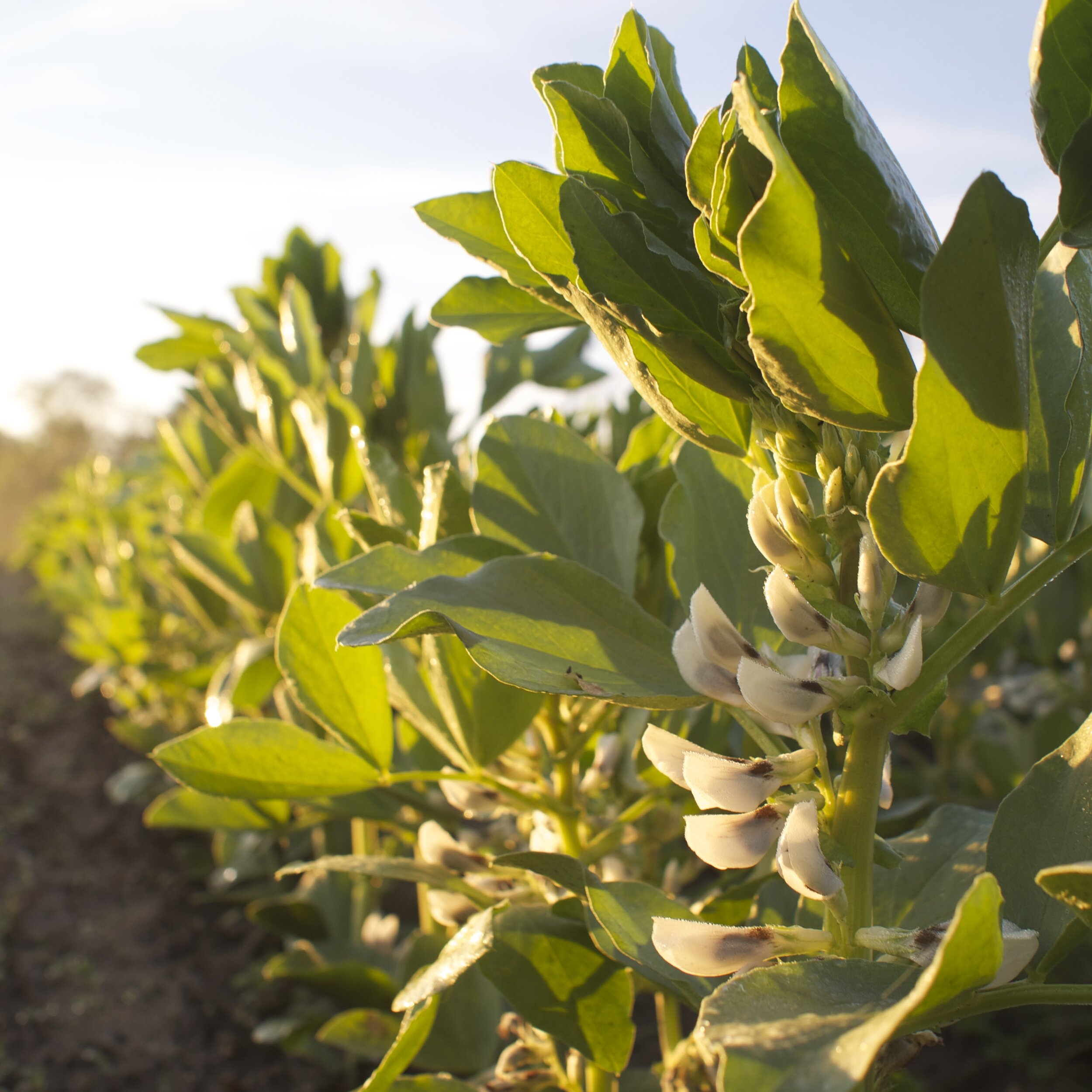 fava blossoms.jpg