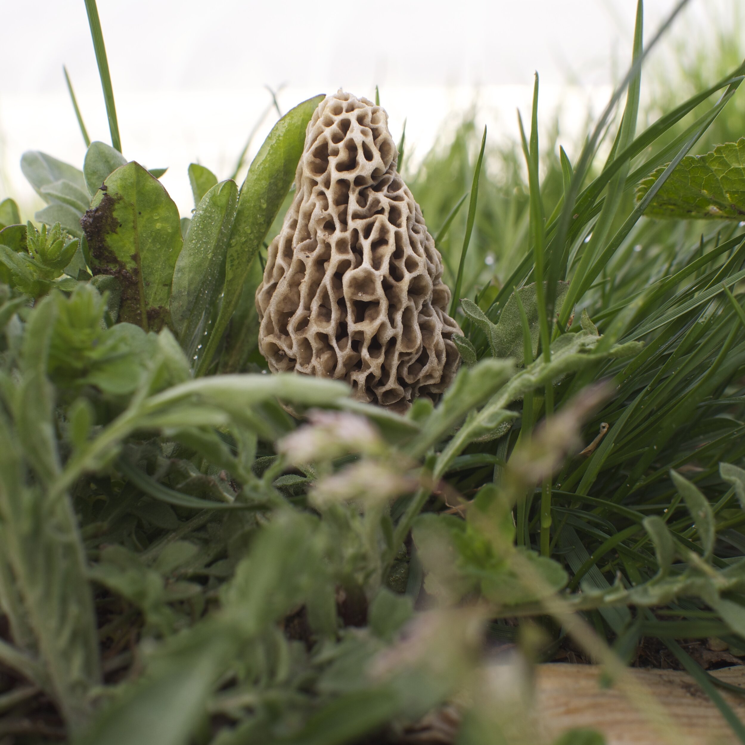 morel may 6 on loma 2.jpg