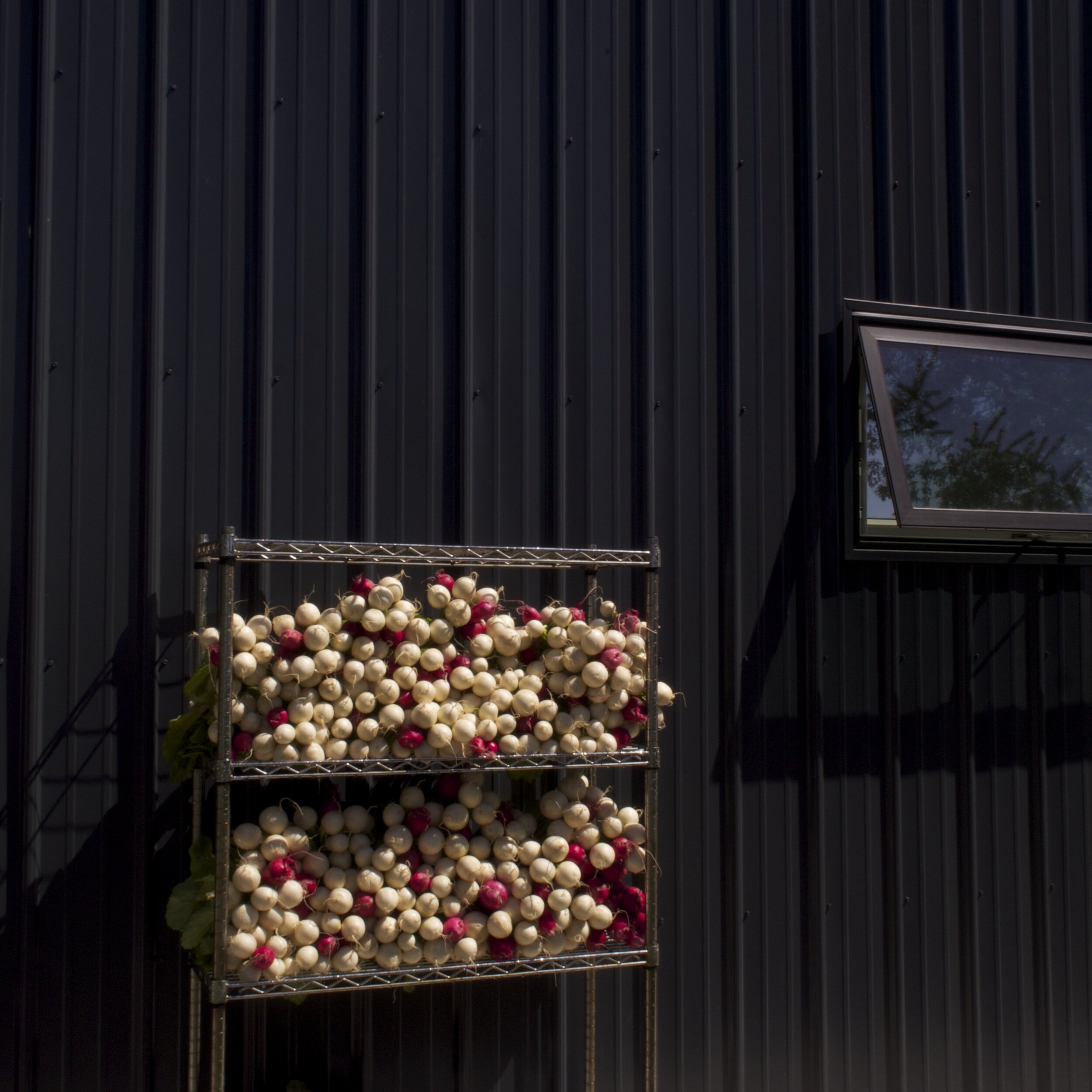 turnips on barn wall.jpg