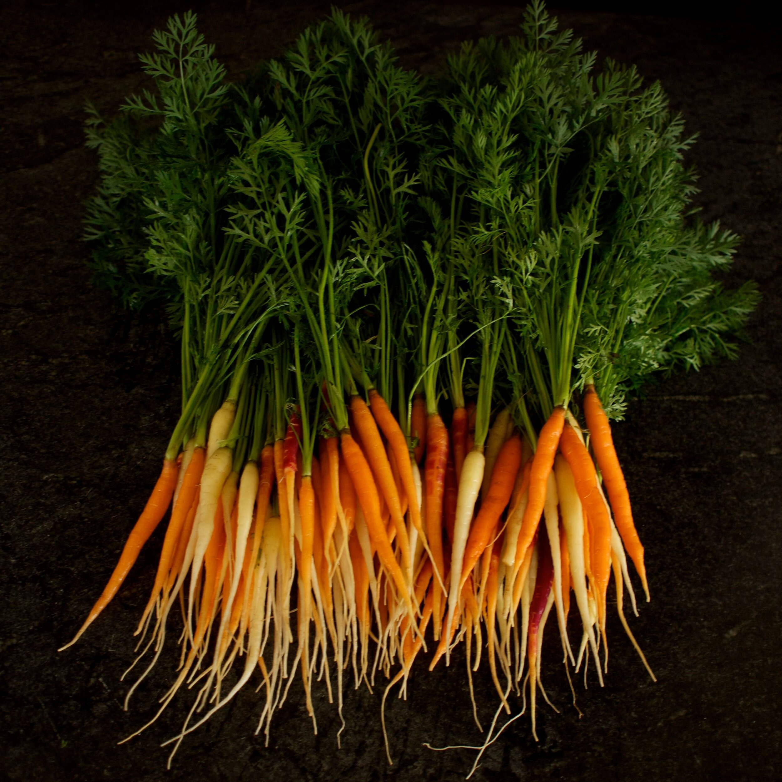 baby+carrots.jpg