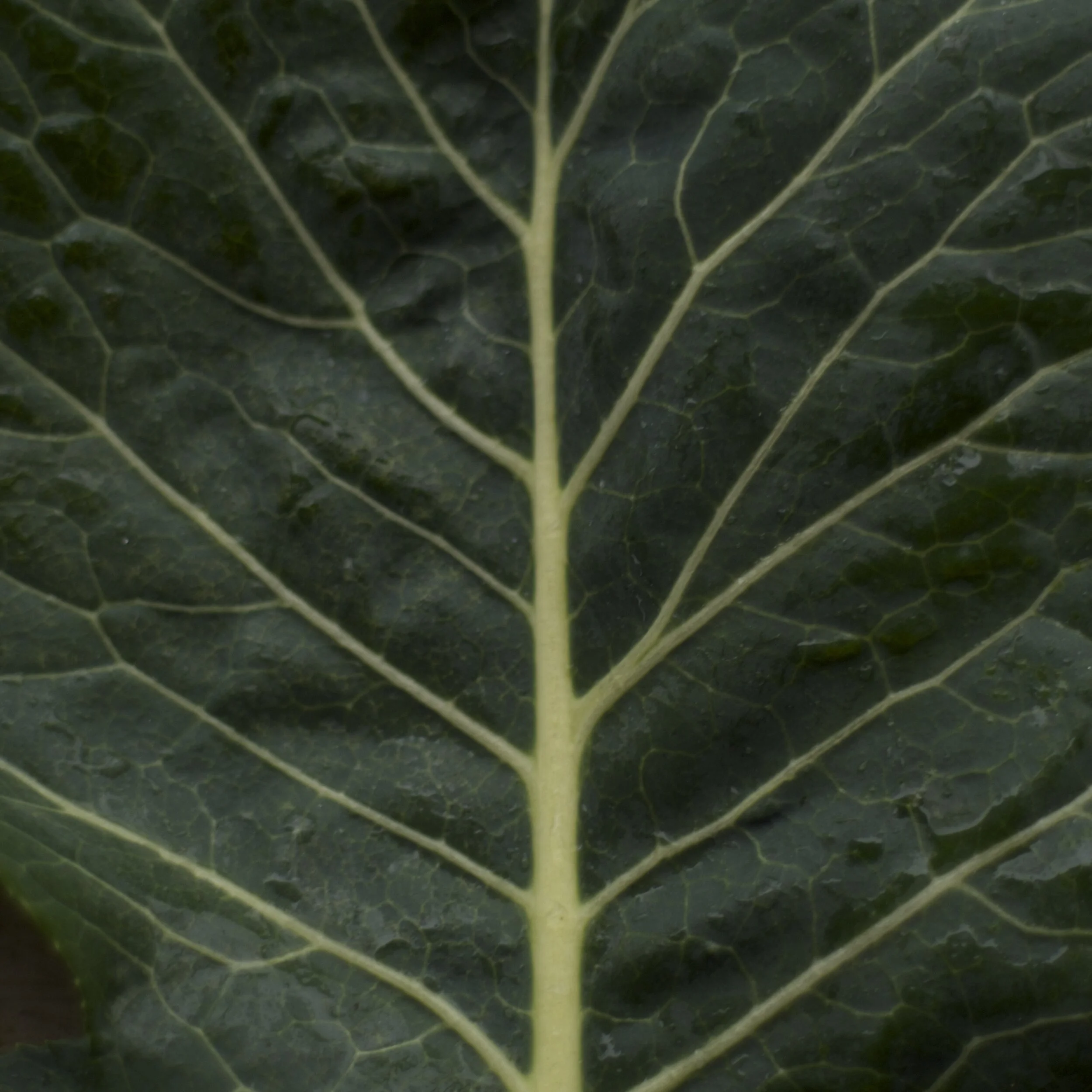 collard greens.jpg