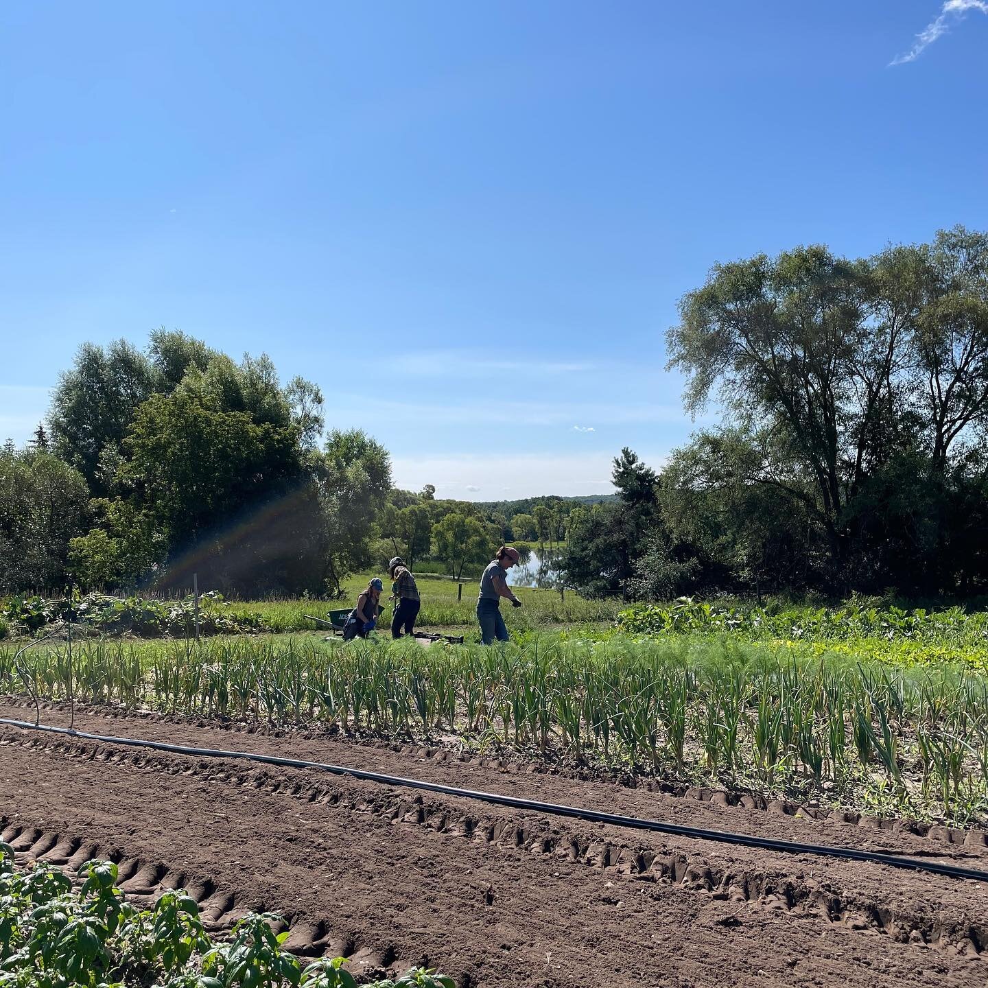 Feeling grateful for blue skies after way too much rain. Enjoy this beautiful August weekend! 
#lomafarm #leelanau