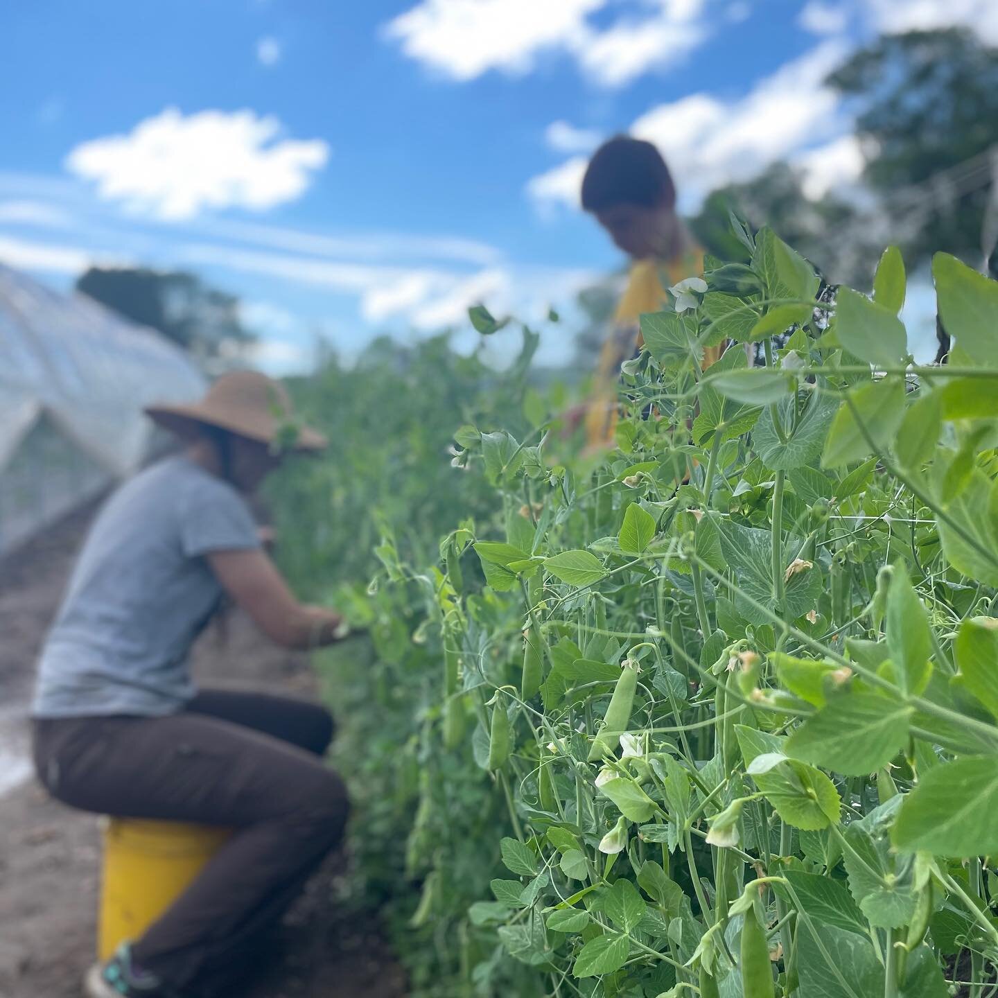 First pea pick of the season. Is there anything more amazing than the taste of the first peas from the garden? Ok, maybe the first tomato. Or strawberry. Or green bean. 
Peas are stocked in the market &amp; debuting on the menu today @farmclubtc 
#lo