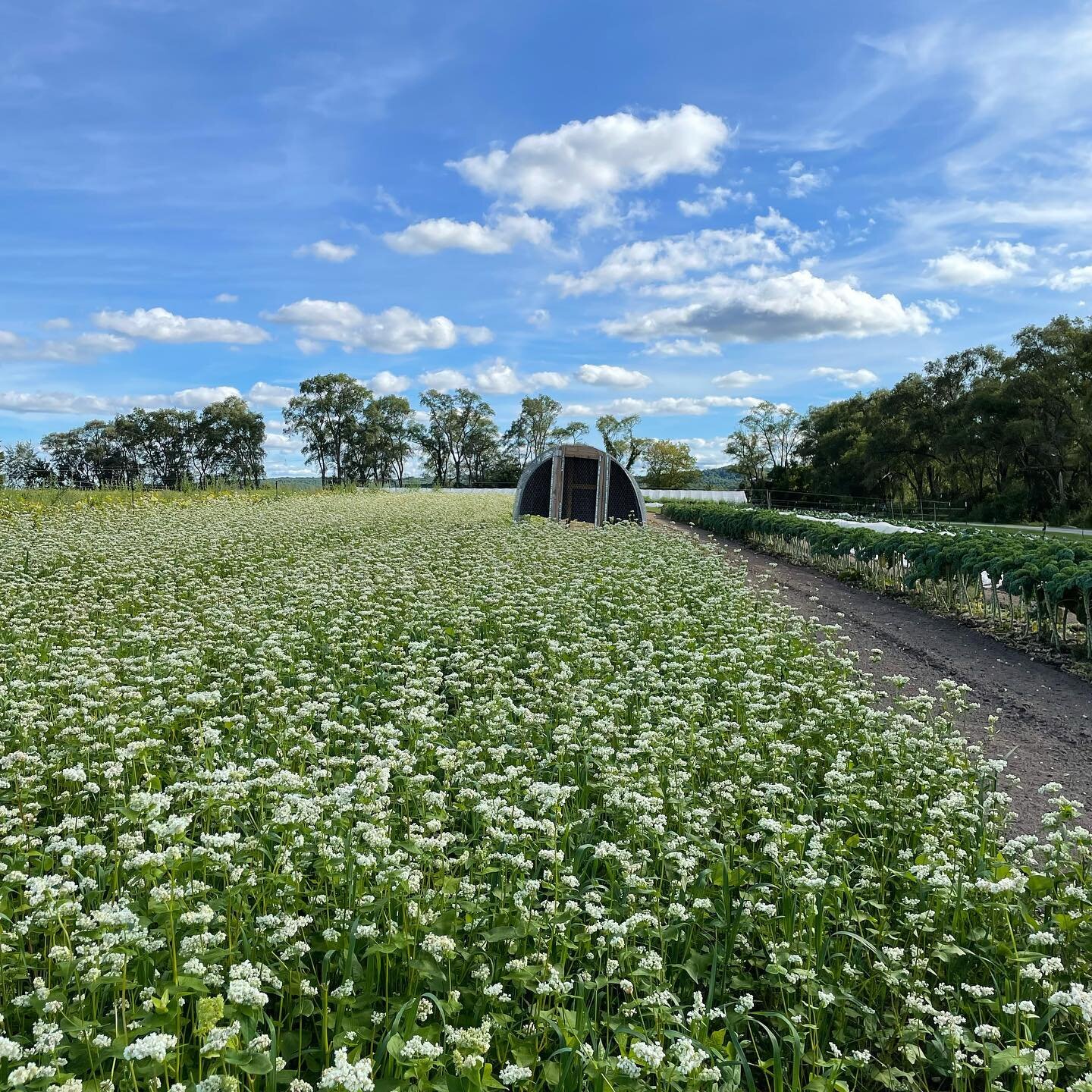 September skies and a bunch of chickens living the dream on a beautiful buckwheat cover crop. 
#lomafarm #farmclubtc #leelanau #smallfarm #soilhealth #covercrop #michigan