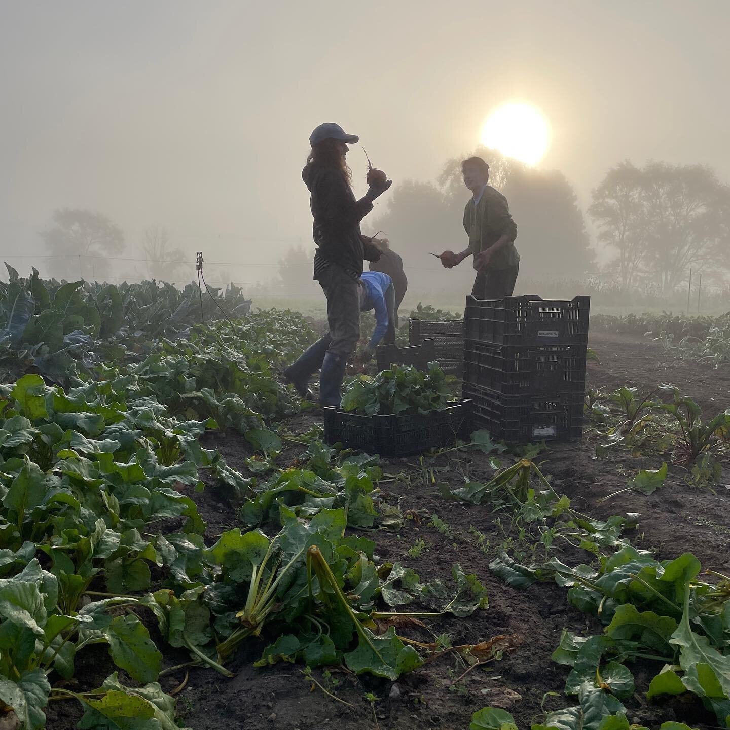 ✨Magic morning beet harvest ✨ 
#lomafarm #farmclubtc #leelanau #smallfarm