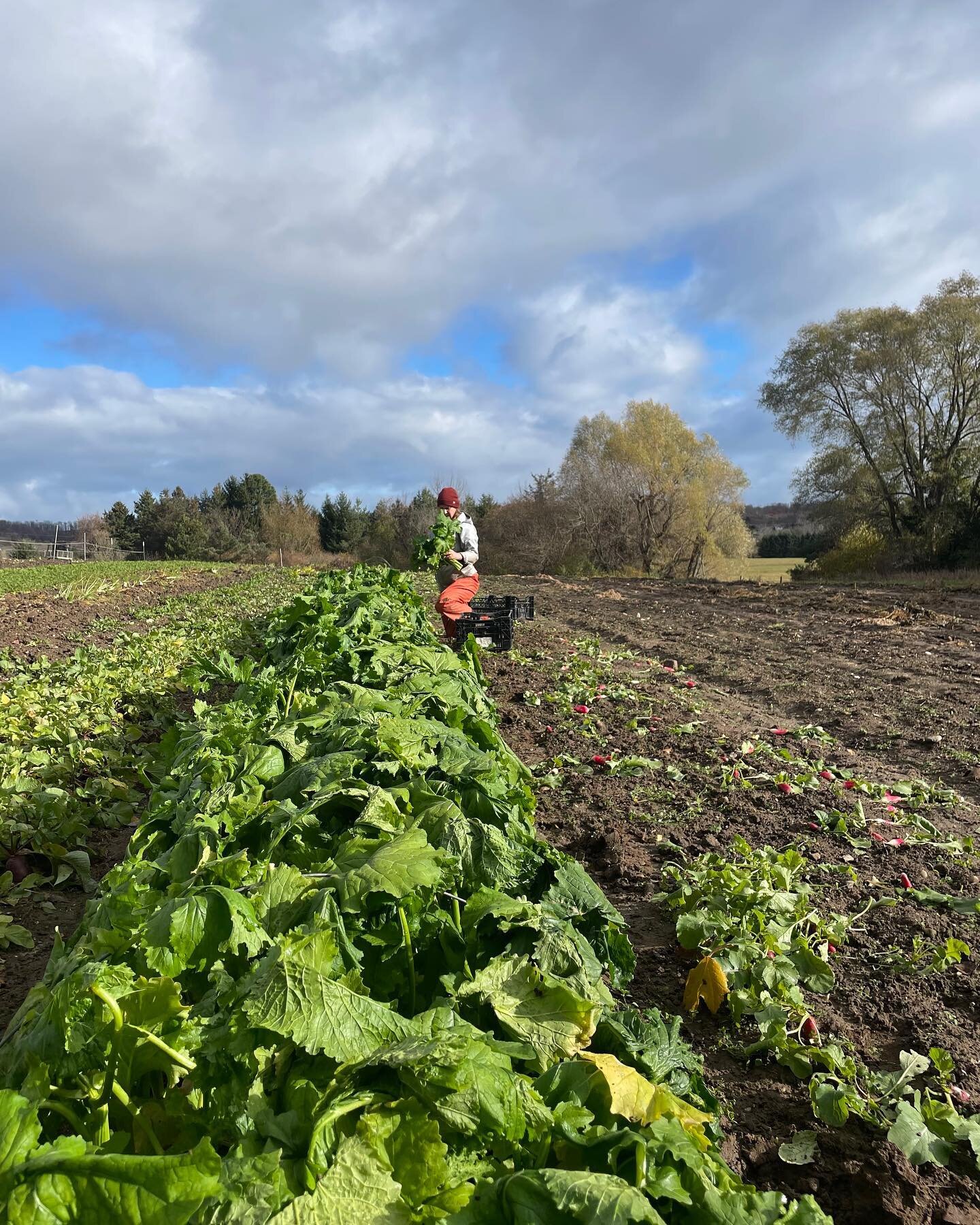 Last of the outdoor rapini being harvested today for CSA and the sausage sammie @farmclubtc 
It made it through the snow, but with cold temps in the forecast, it&rsquo;s time to harvest. 
#extrafancyvegetables #lomafarm #farmclubtc #leelanau